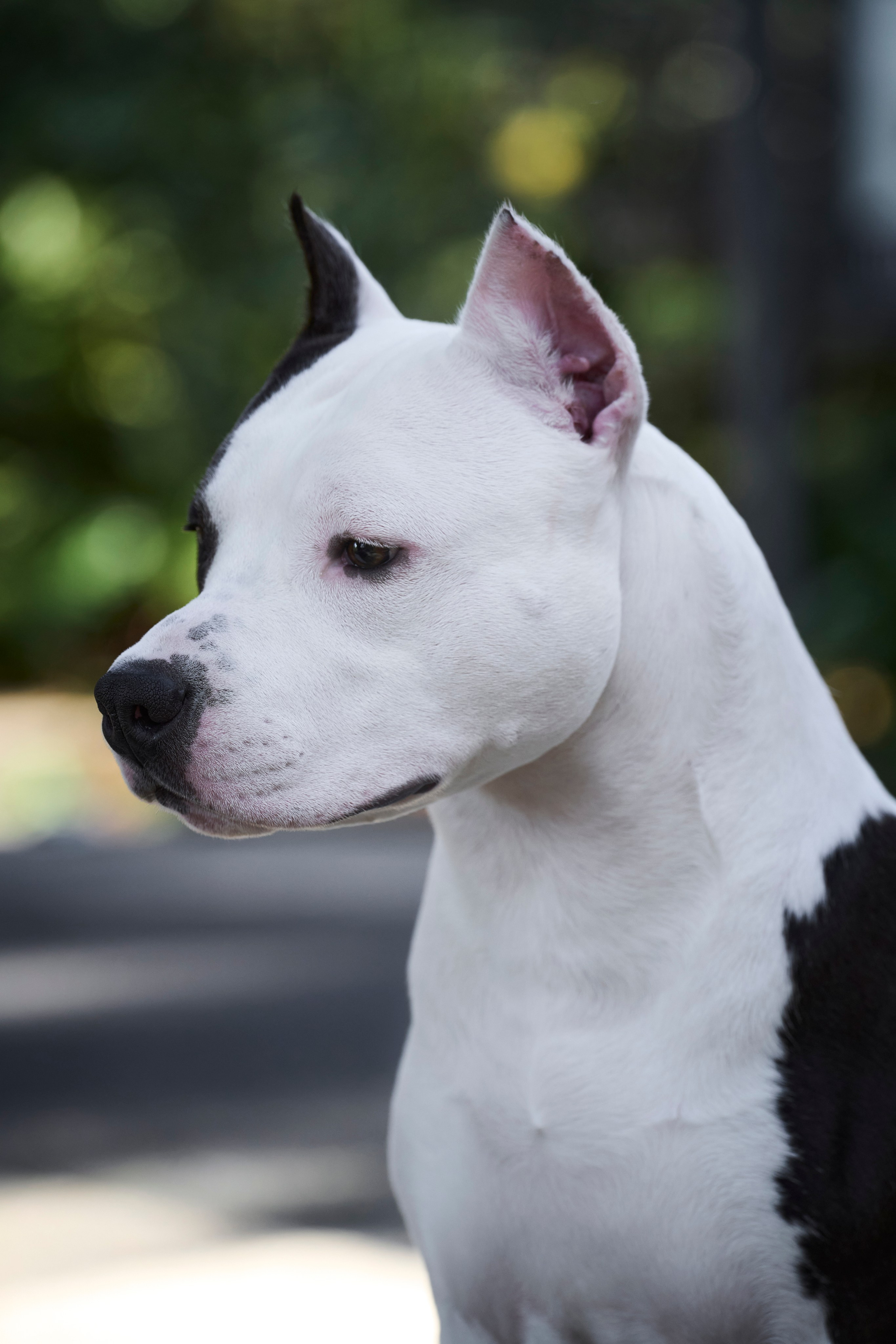 фотограф анималист сочи