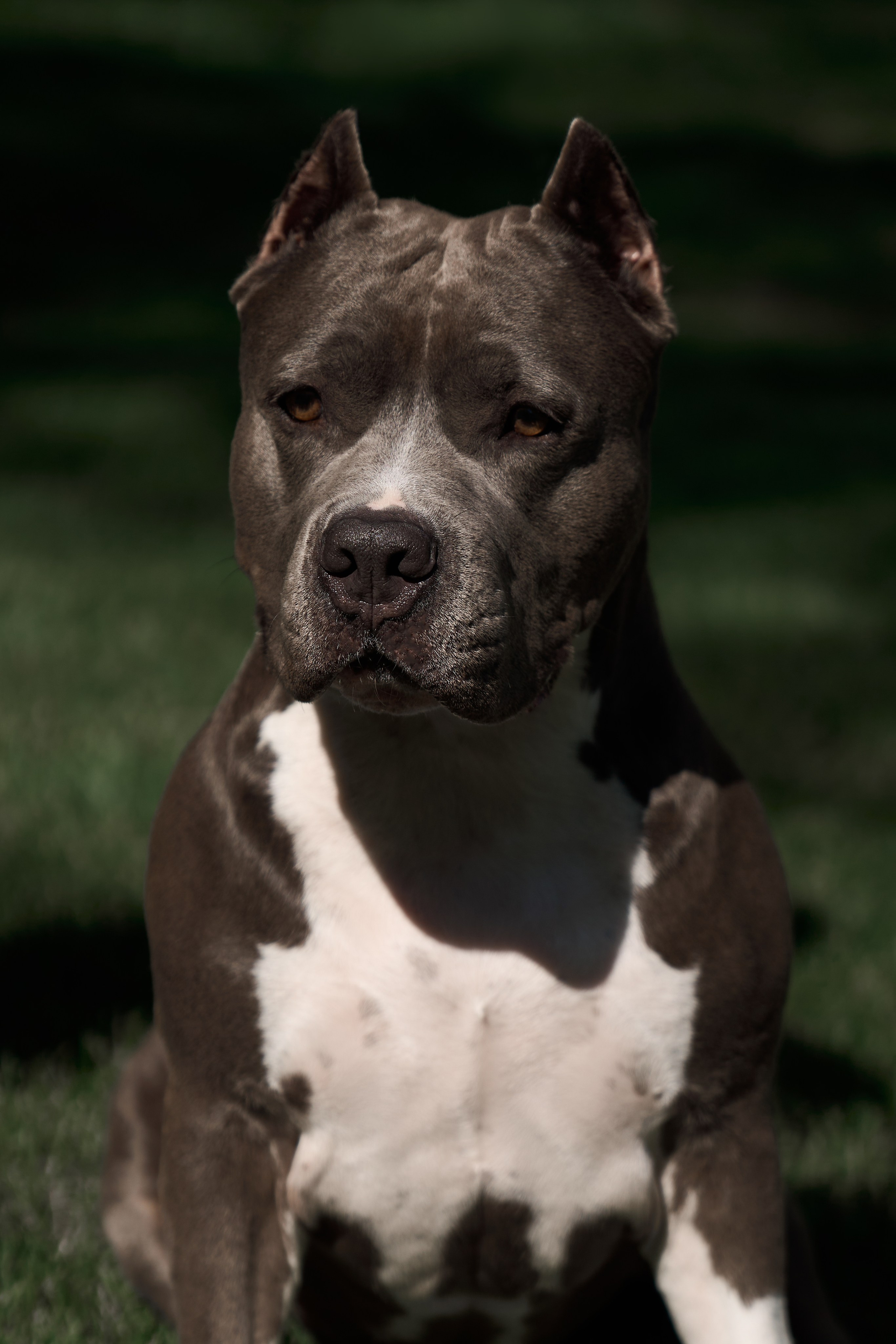 Животные отдельно