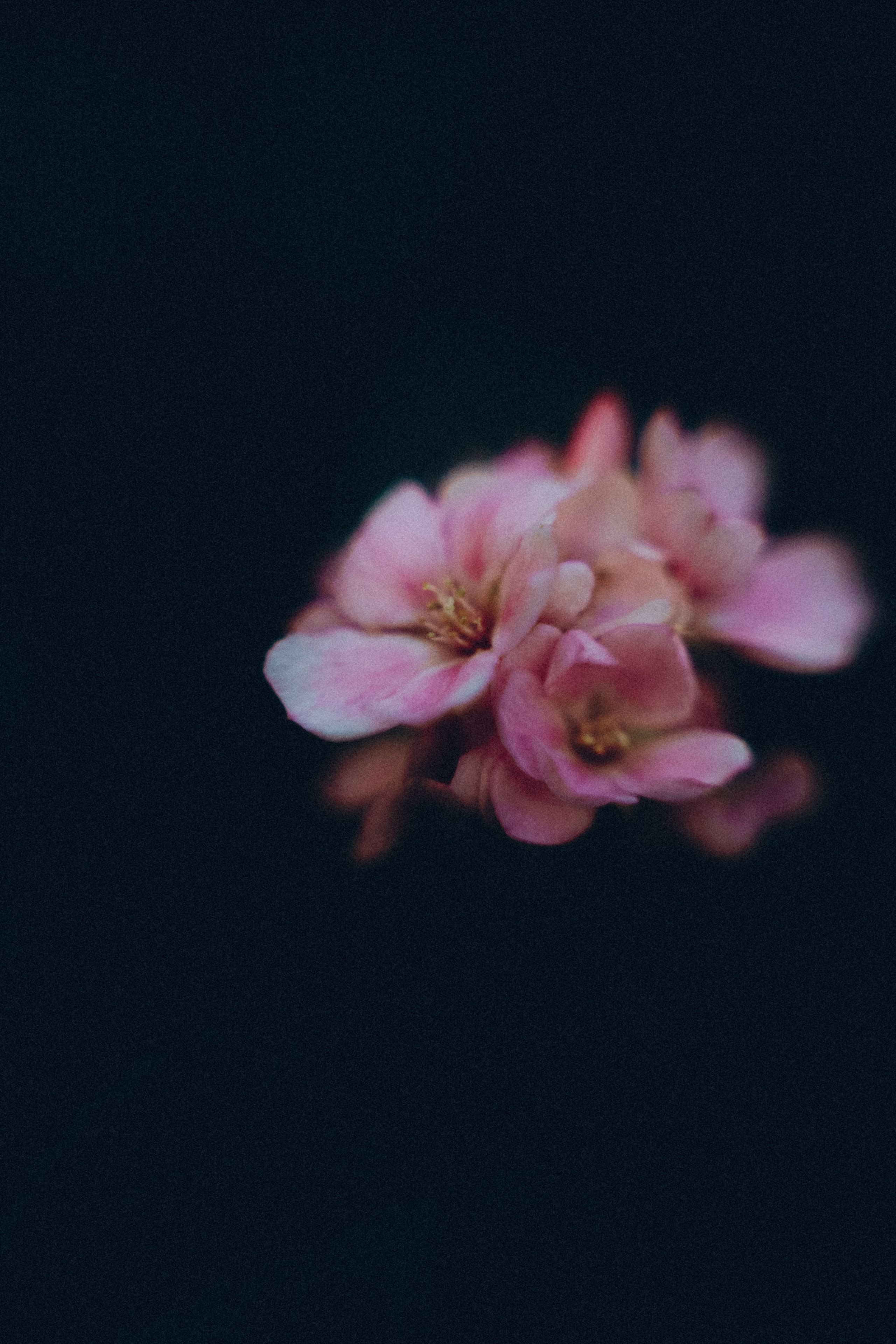 Botanical. Портретный и свадебный фотограф в Москве и Санкт-Петербурге. Учитель фотографии онлайн и оффлайн