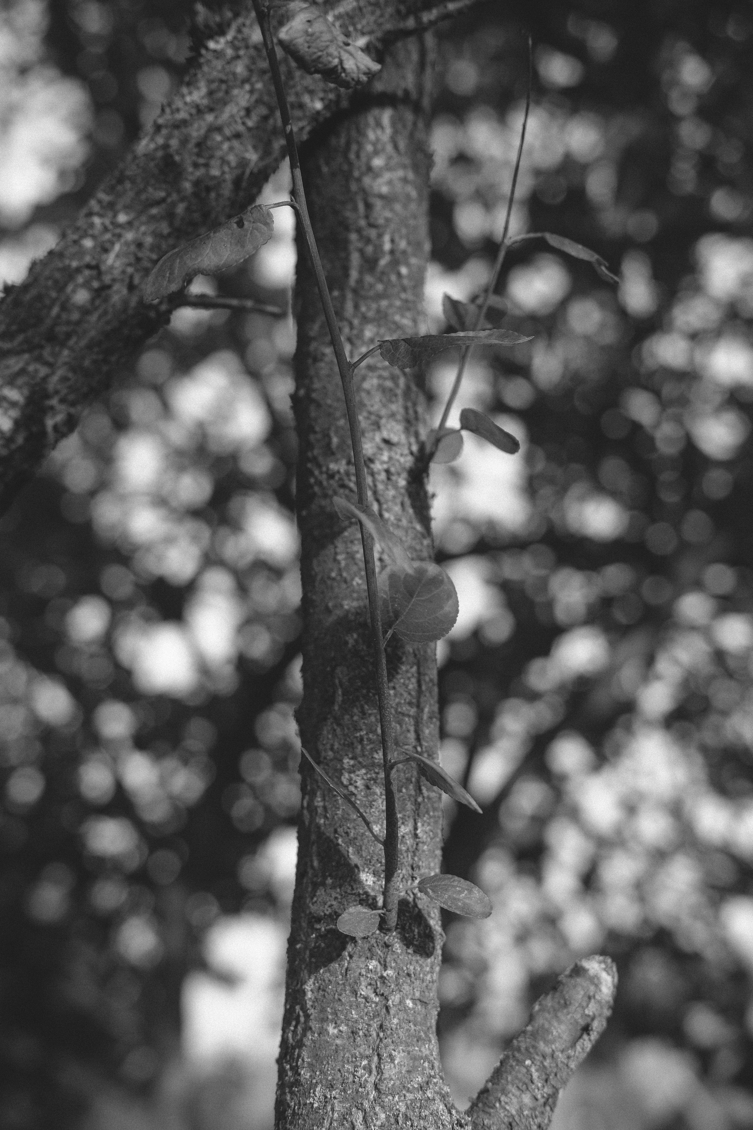 Жизнь сада. Works