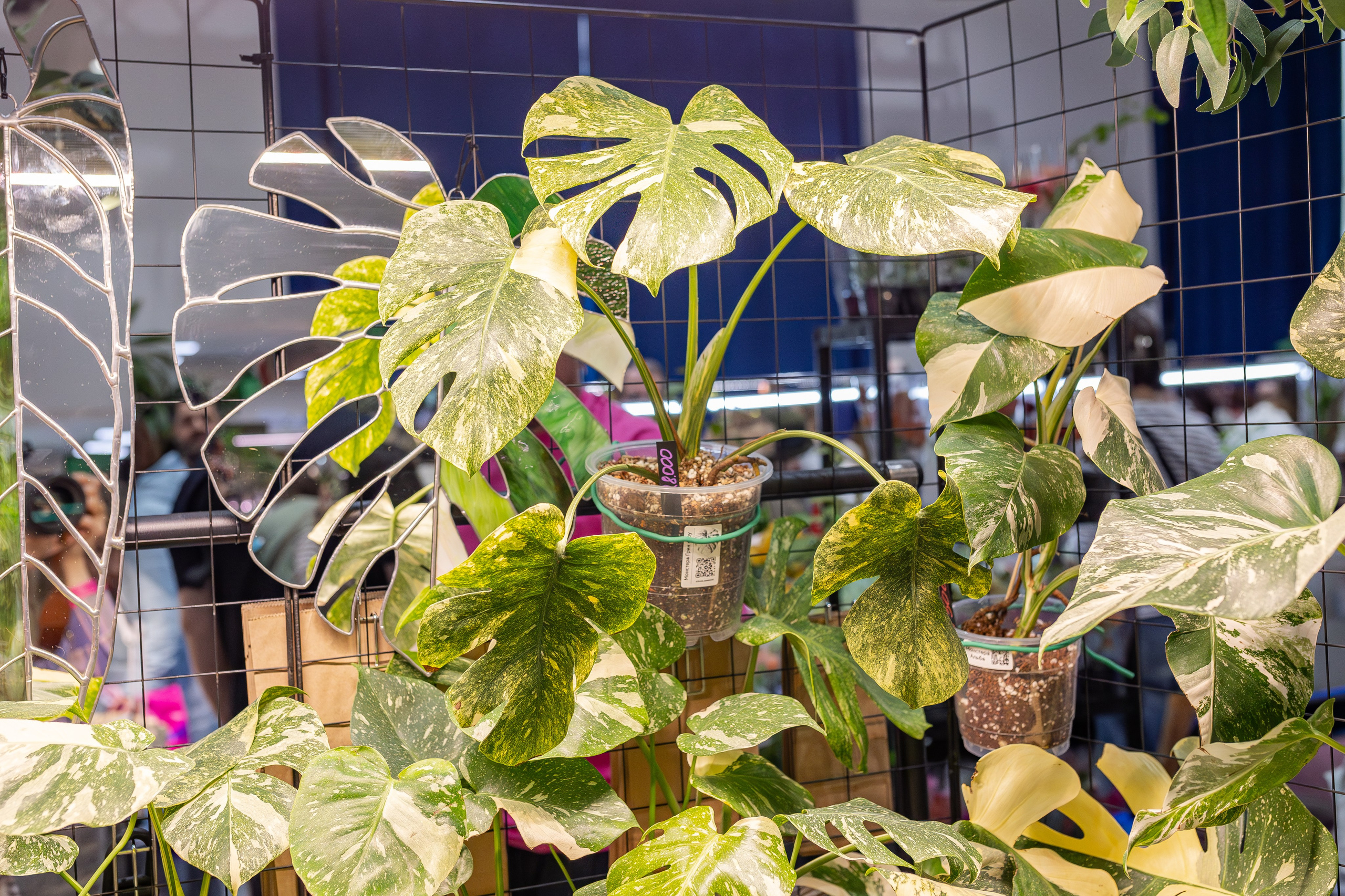 Монстериум апрель 2026. Александра Куликова фотограф, Москва