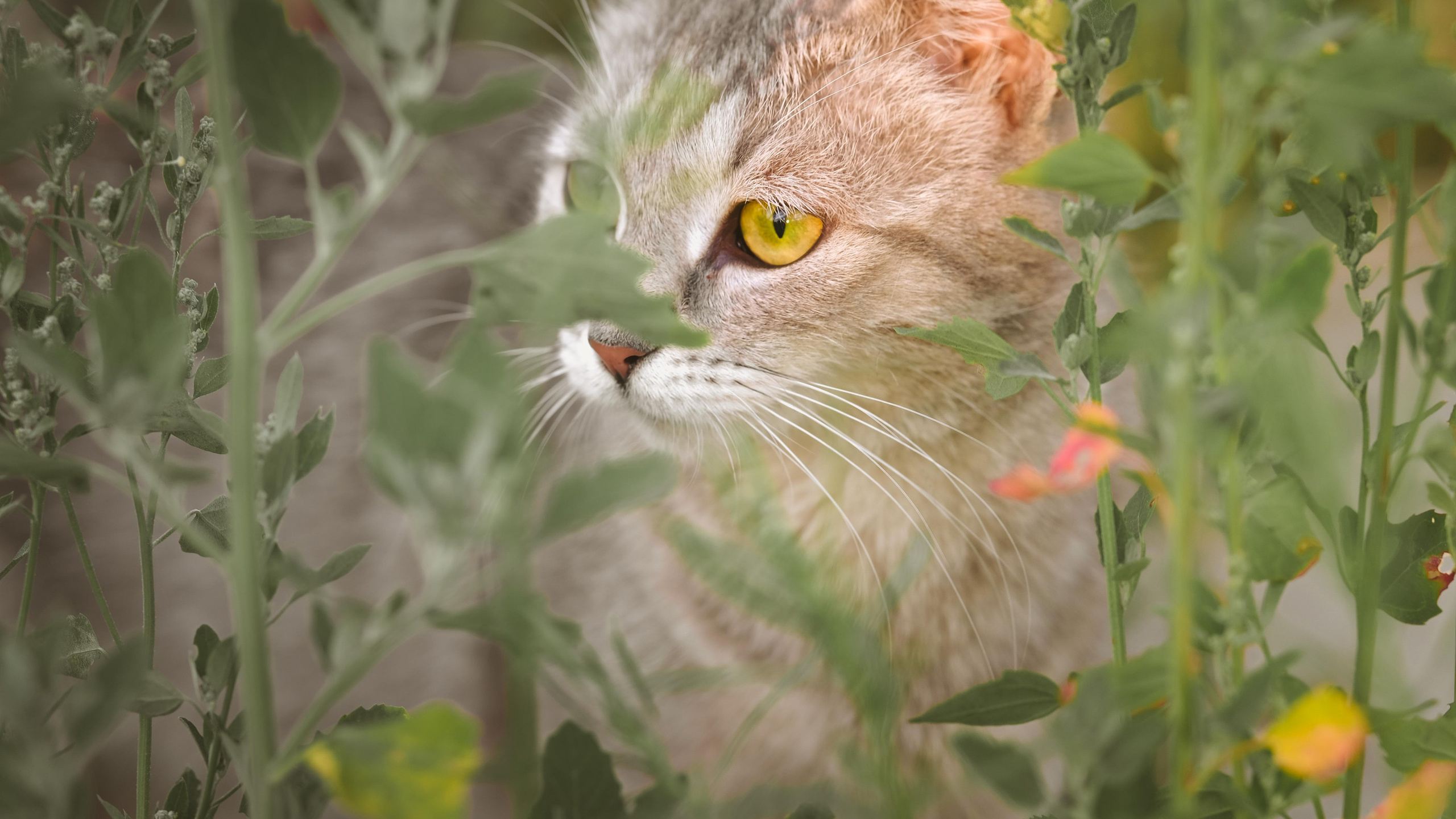 Животные и птицы. KRUTOVA_фотографирую жизнь