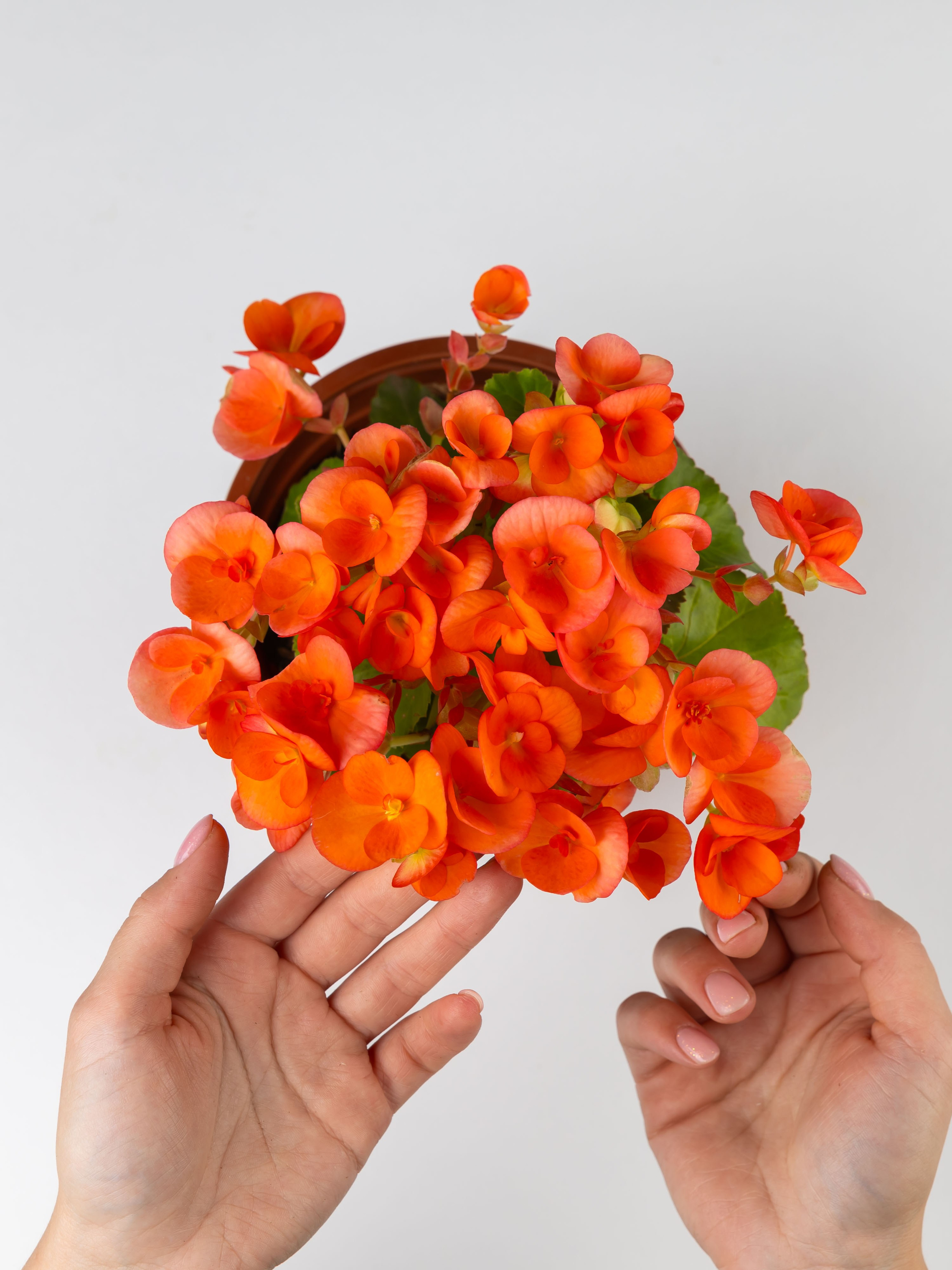 01.08.2025 Фотосессия Цветополис. ФОТОГРАФ ВИНОГРАДОВА ДАРЬЯ