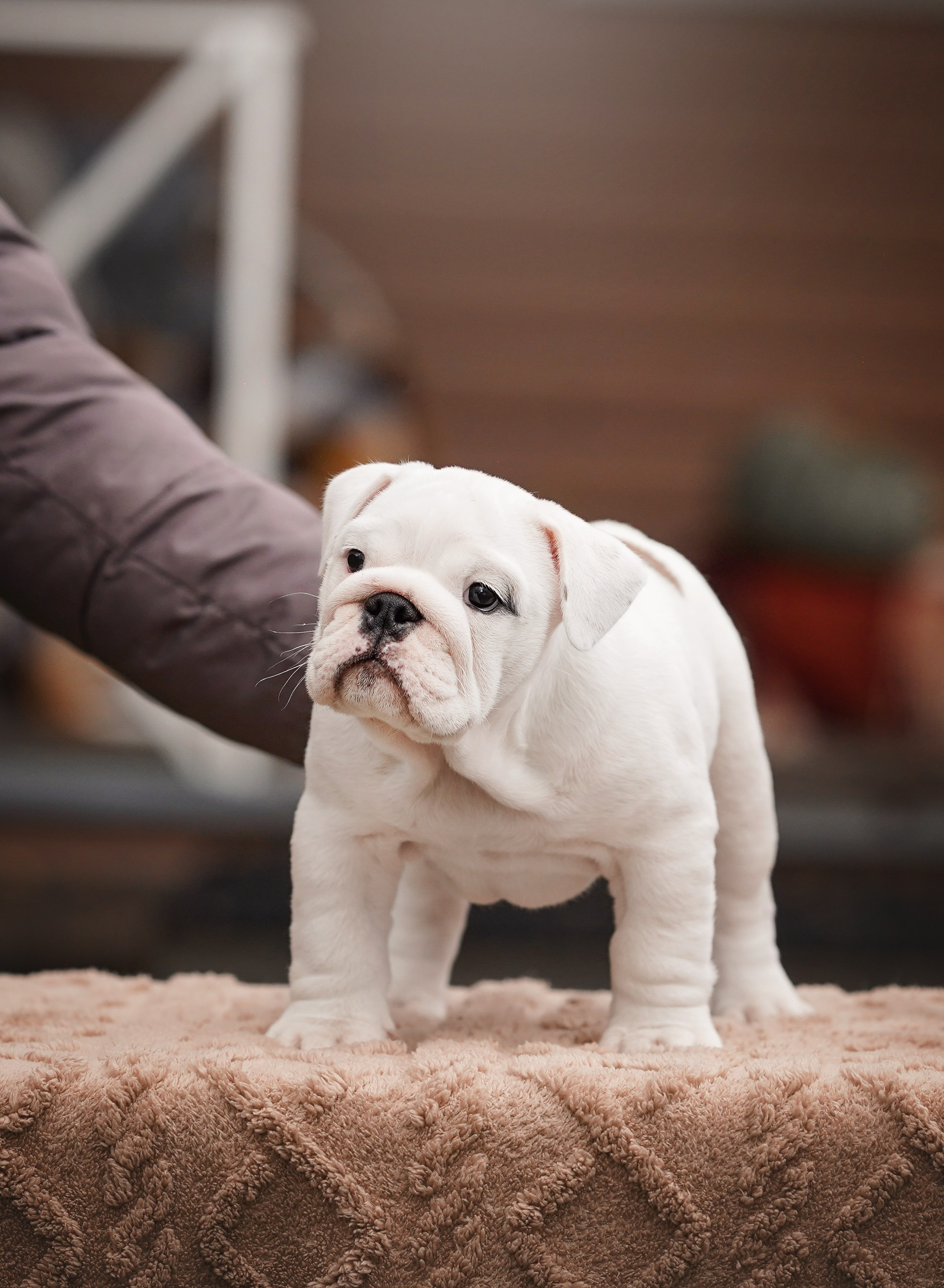 Щенки бульдога. Фотограф-анималист в Санкт-Петербурге Яна Мартынова