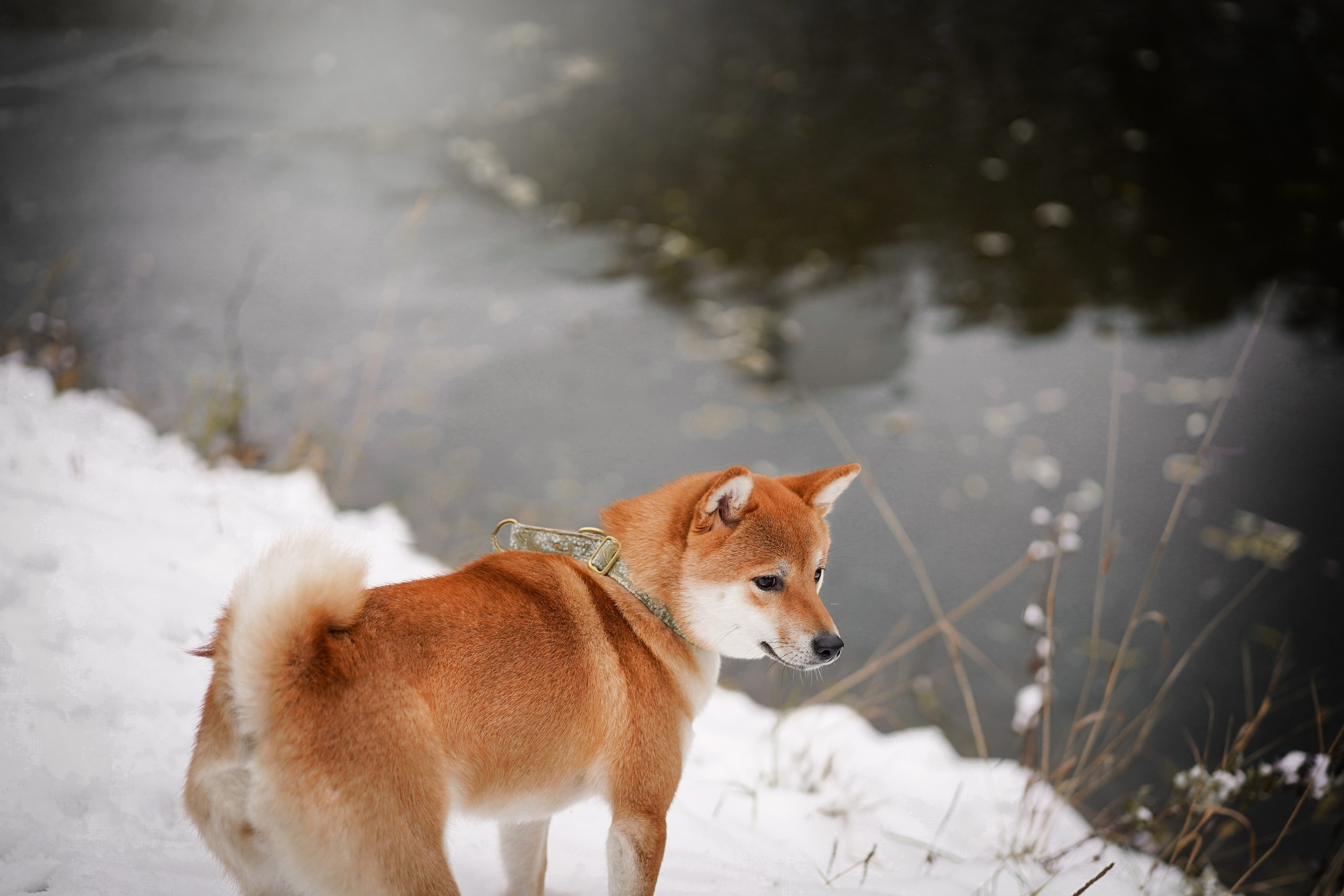 Алина и Юми. Фотограф-анималист в Санкт-Петербурге Яна Мартынова
