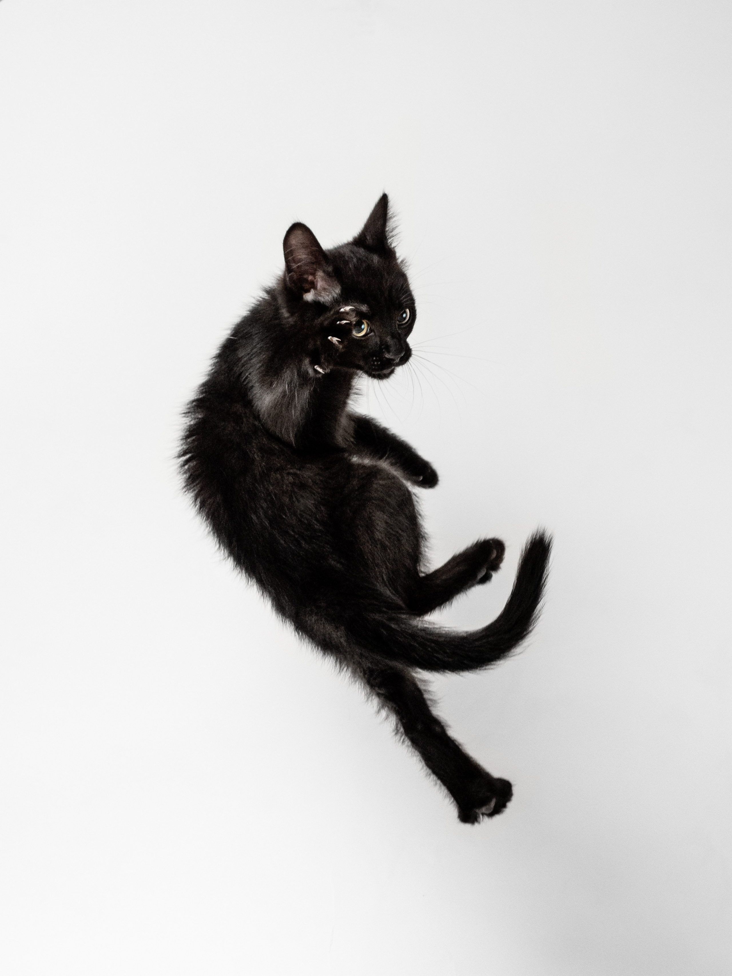 Домашняя съёмка. Фотограф животных и людей в Санкт-Петербурге Дарья Быстрицкая