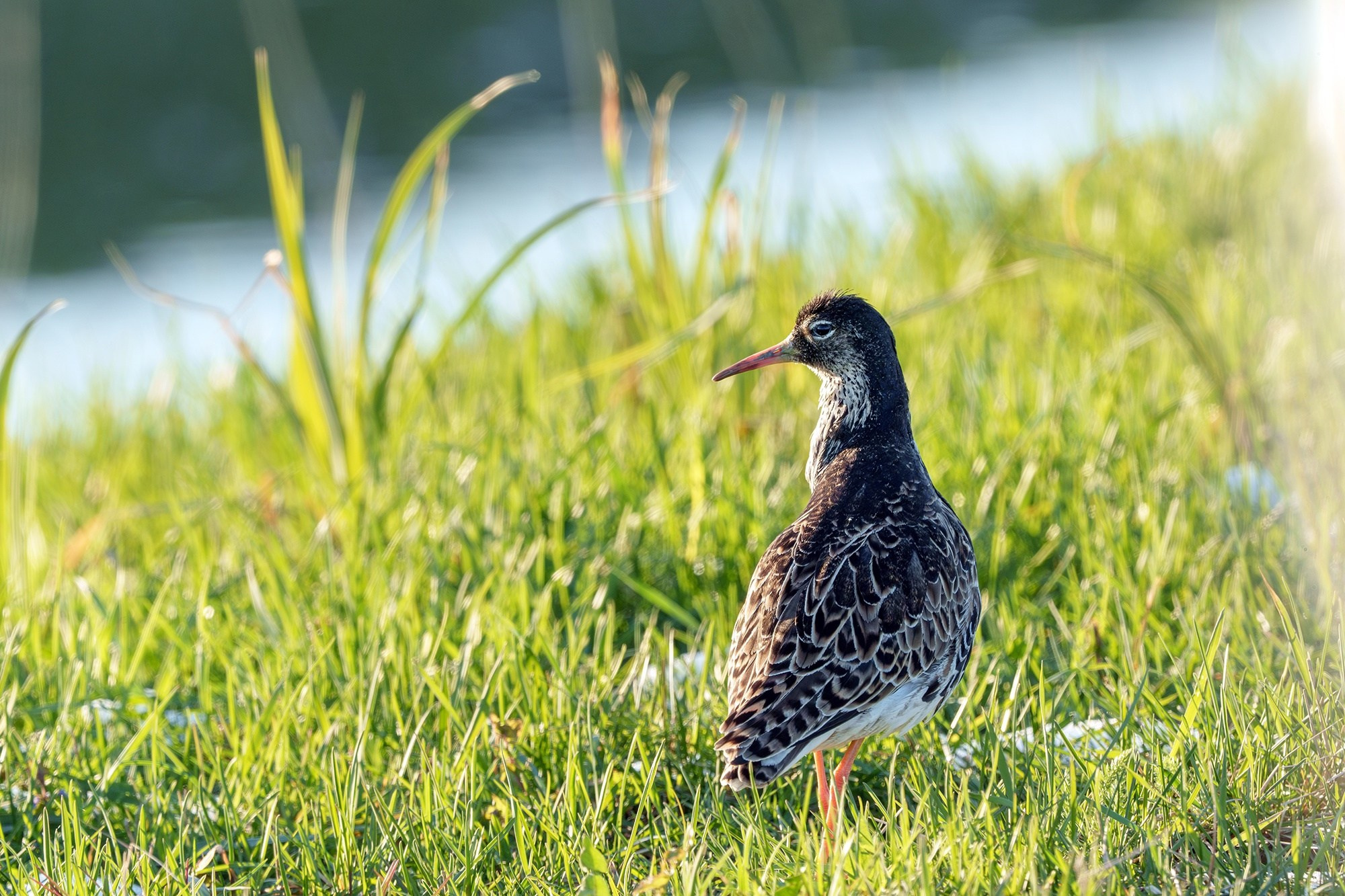 Удивительные мир птиц. Вокруг нас столько прекрасного — присмотритесь!. Ваш личный фотограф Марина Волкова