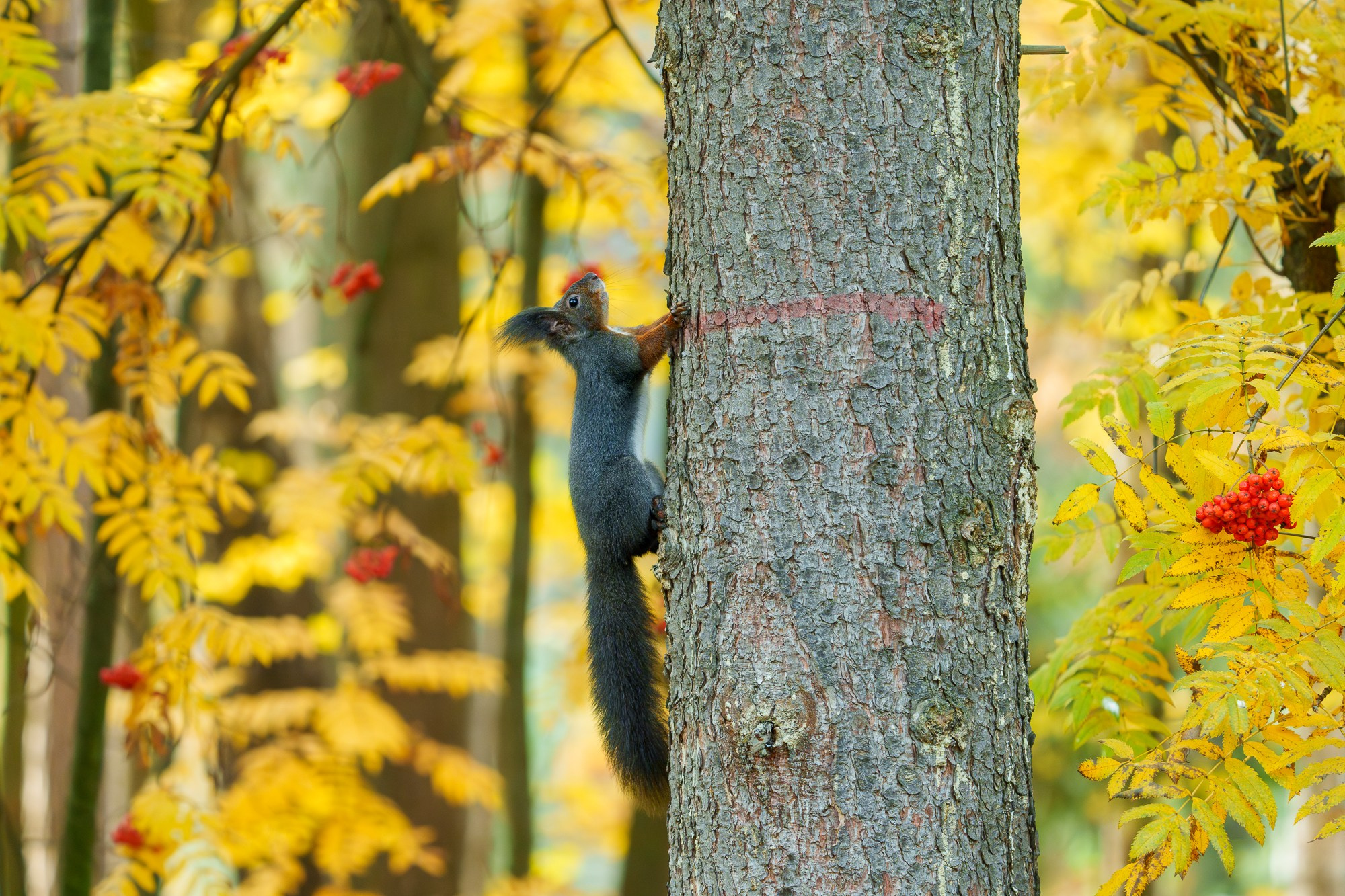 Животные. Ваш личный фотограф Марина Волкова