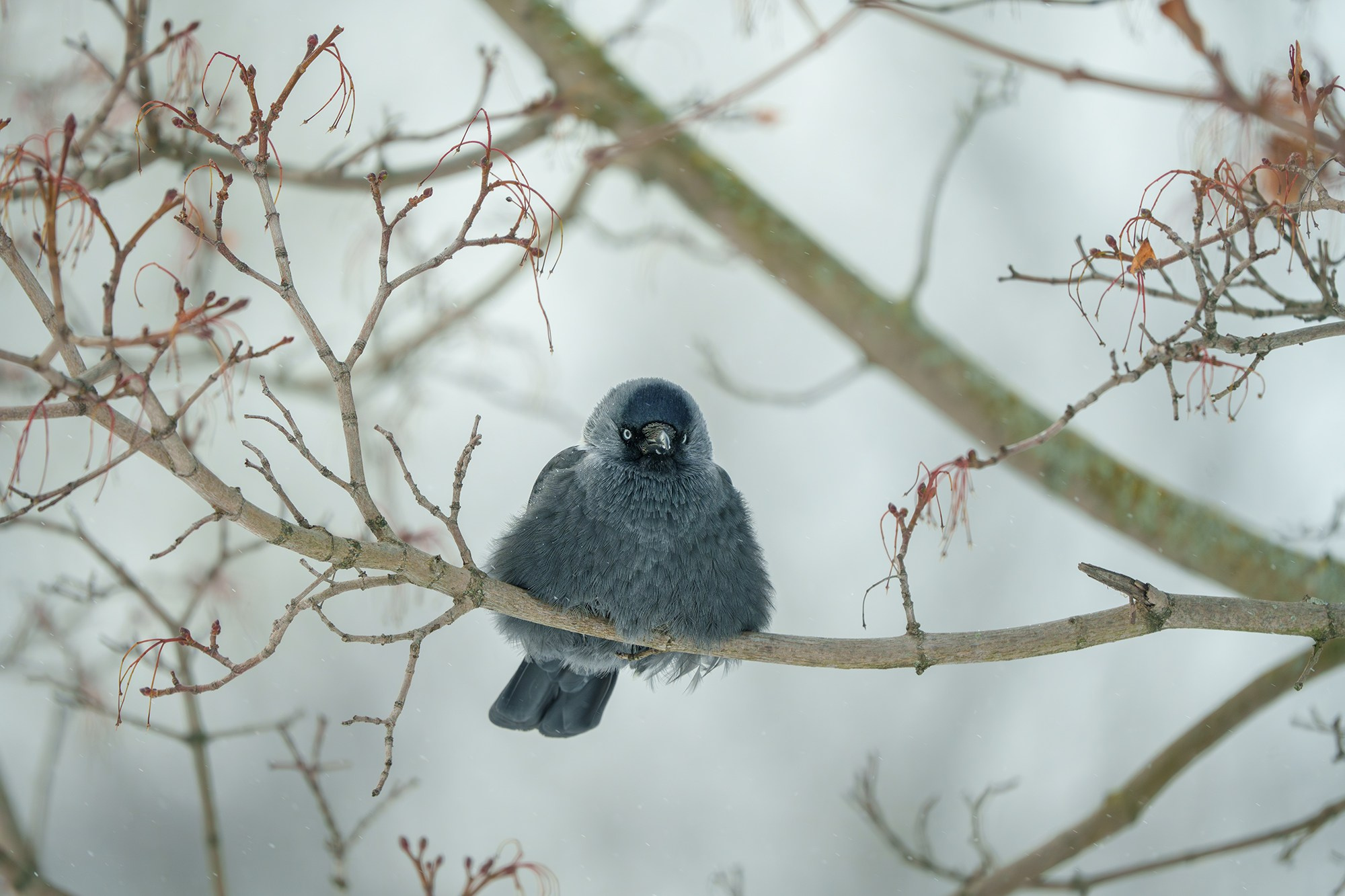Удивительные мир птиц. Вокруг нас столько прекрасного — присмотритесь!. Ваш личный фотограф Марина Волкова