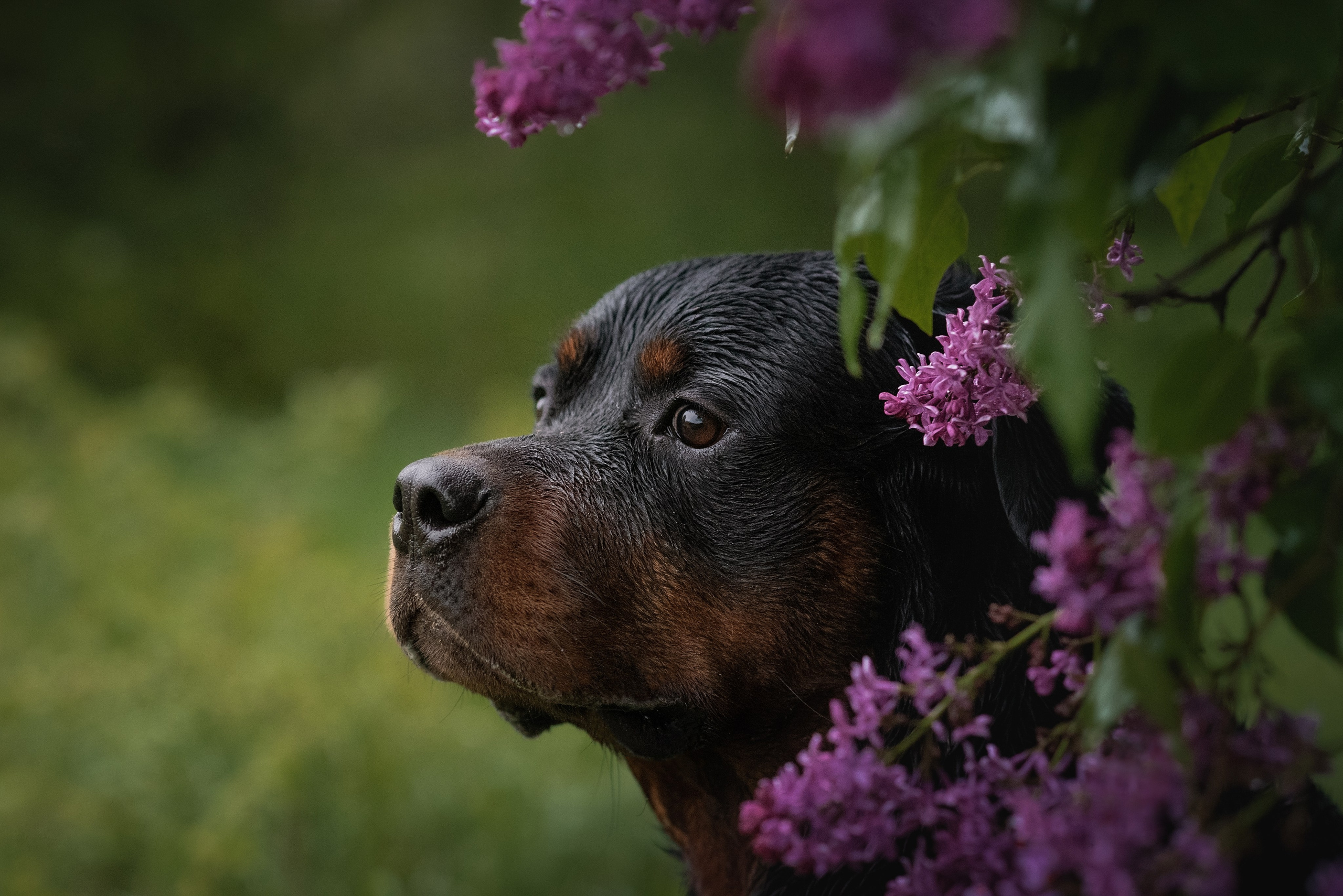 Кайрос. Фотограф анималист Ставрополь Яна Кудлай