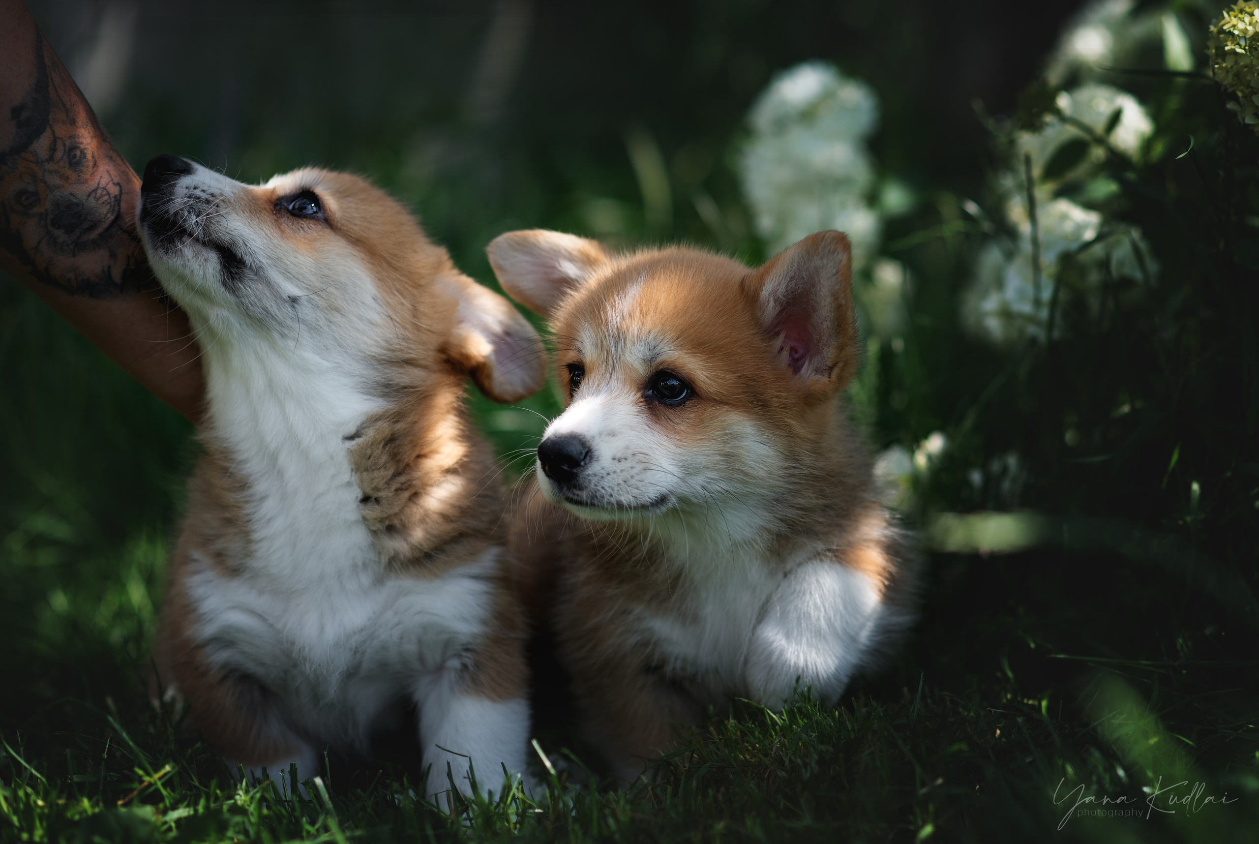 Малышарики корги). Фотограф анималист Ставрополь Яна Кудлай