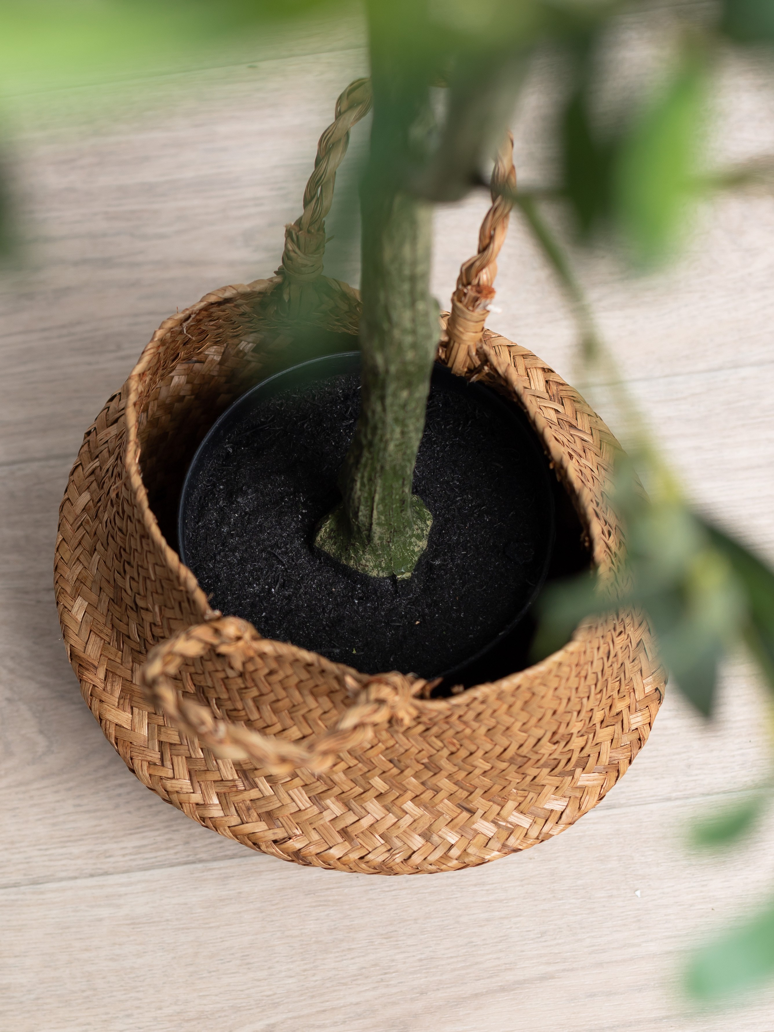 Искусственное дерево. Коммерческий фотограф в Санкт-Петербурге (СПб) Екатерина Панчёха, Панчёшка