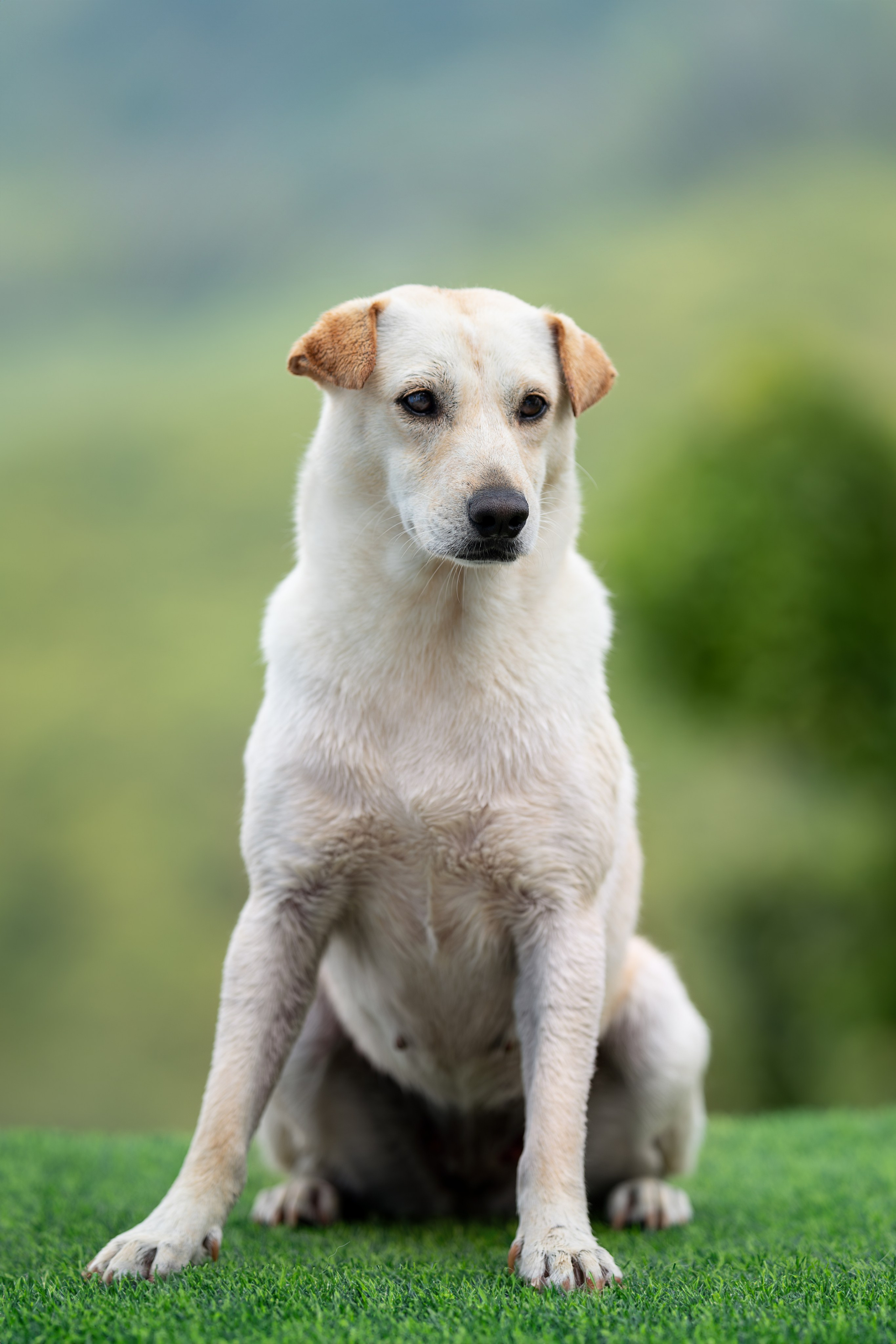 Мини-приют «Возрождение». Ирина Голомб|Фотограф-анималист в  Сочи и Калининграде