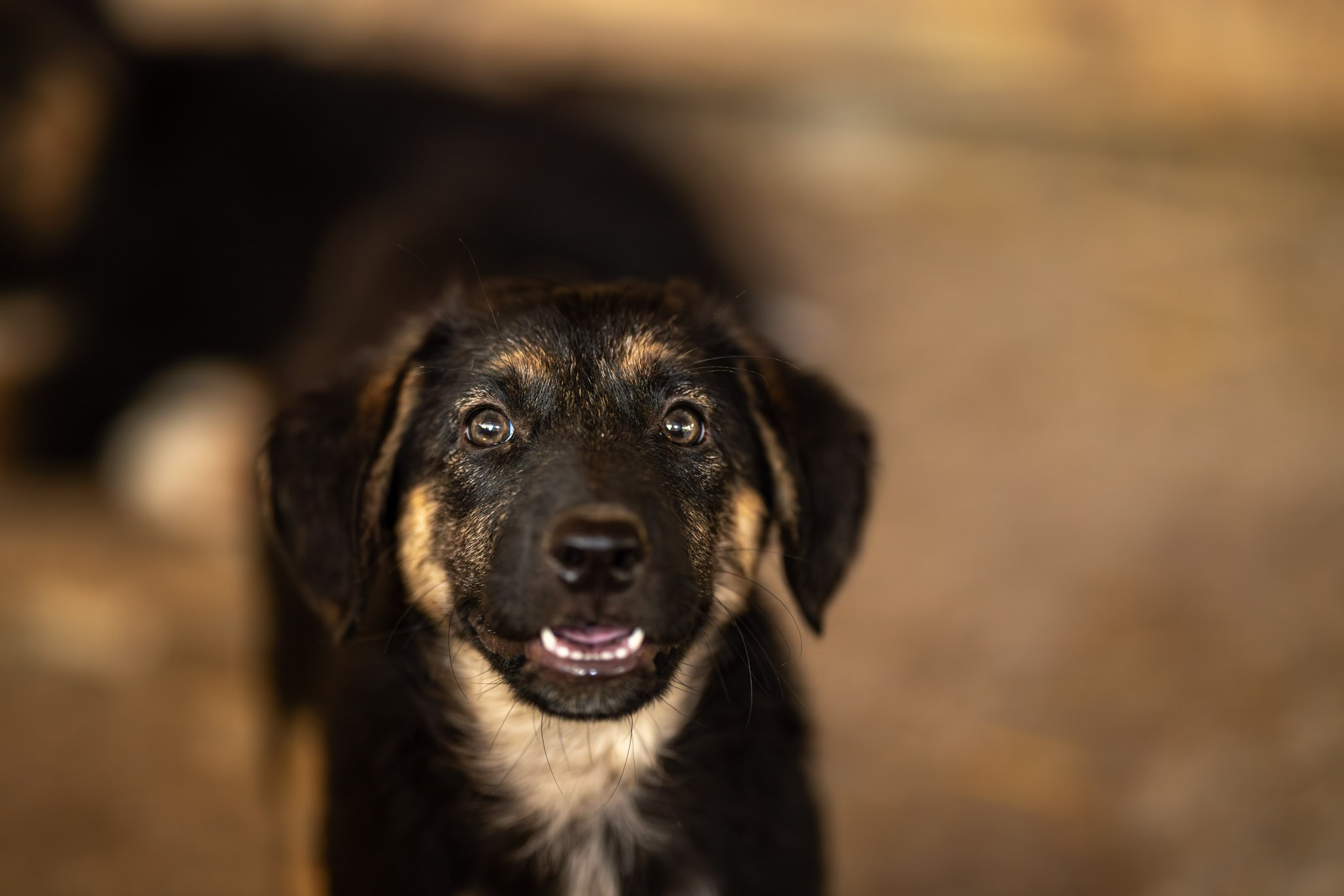 Приют Бим. Ирина Голомб|Фотограф-анималист в  Сочи и Калининграде