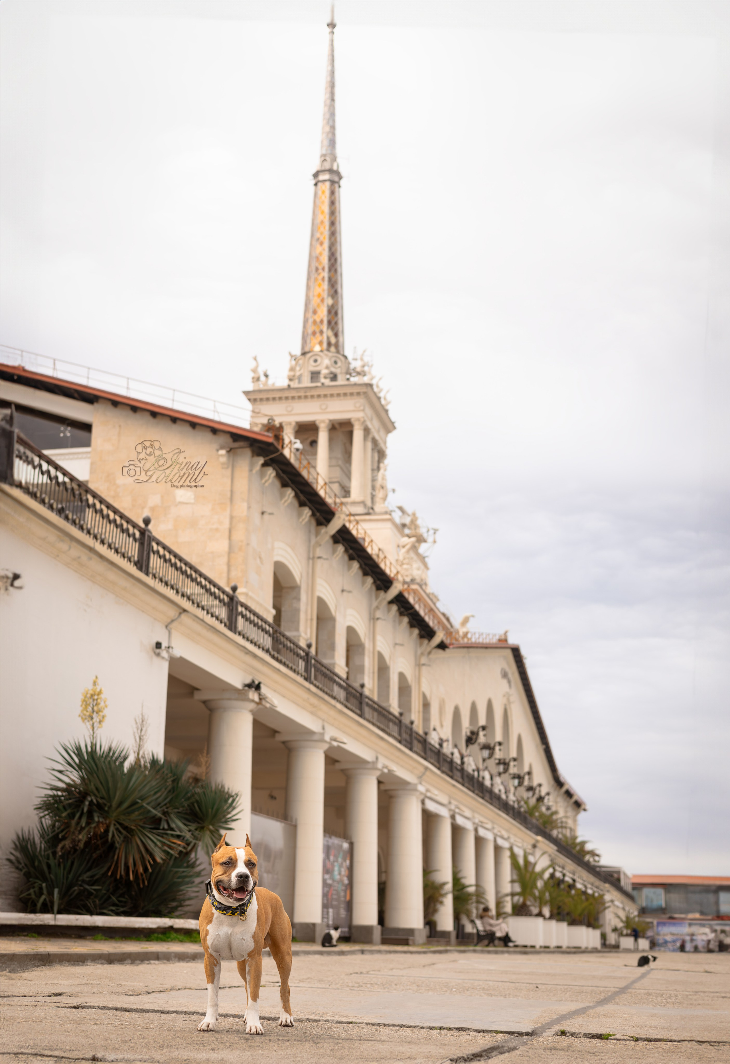 Джастин, Стаффорд. Ирина Голомб|Фотограф-анималист в  Сочи и Калининграде