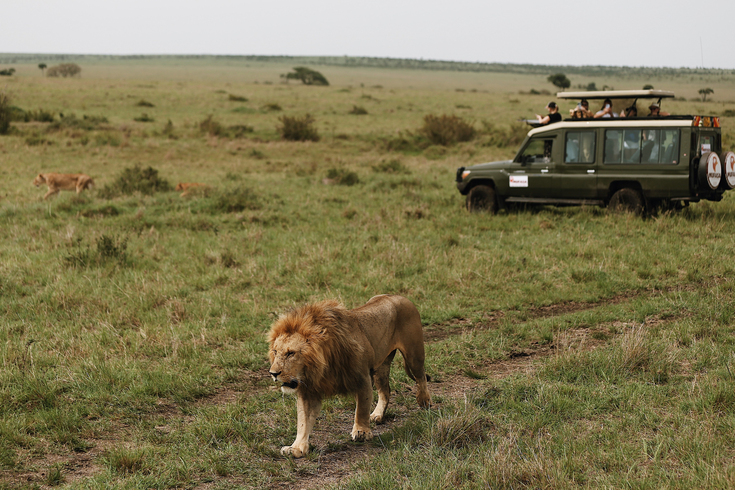 Kenya. Safari. Ekaterina Buneeva Photography
