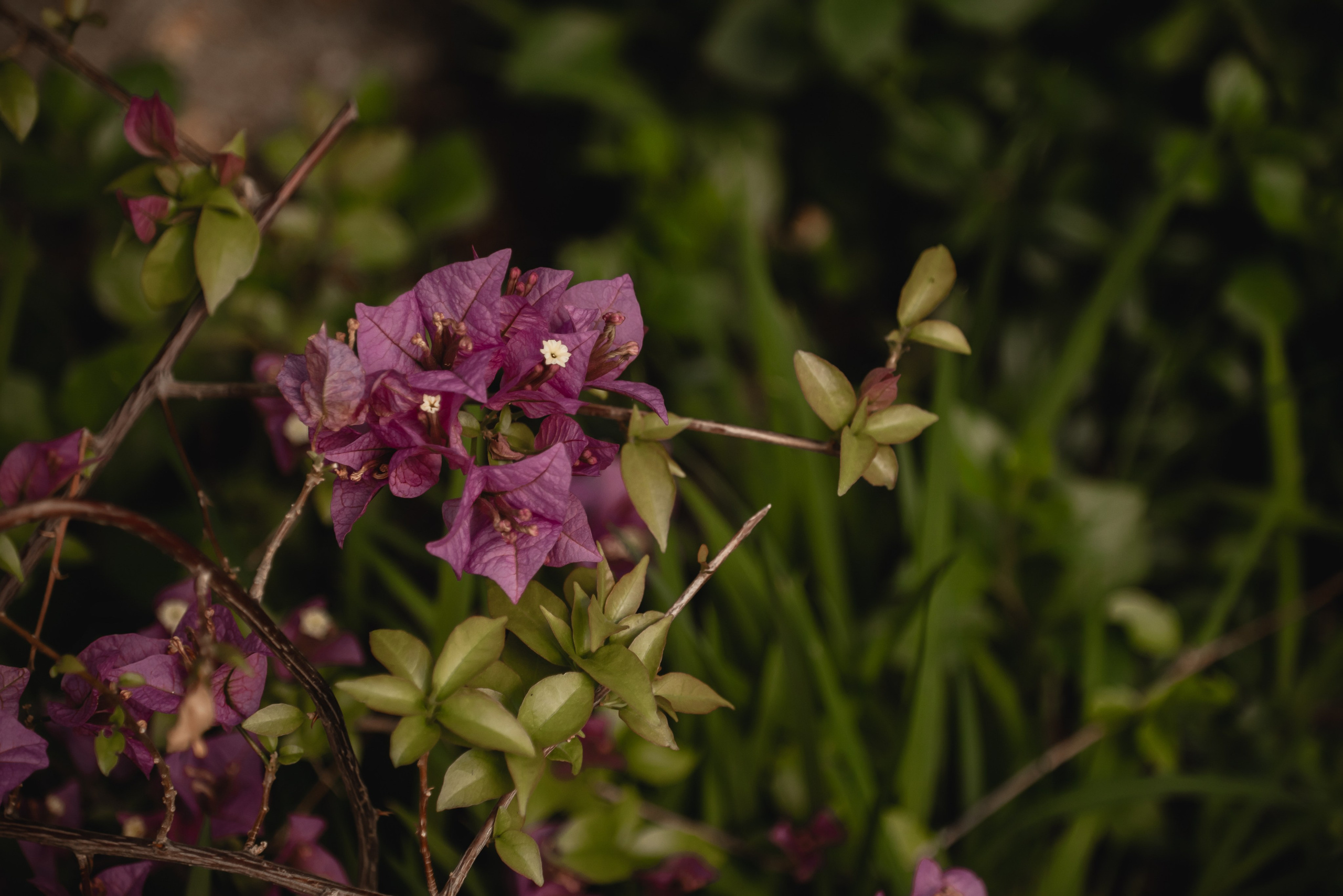 Ялта. Дача Чехова. Свадебный фотограф Анна Хочева