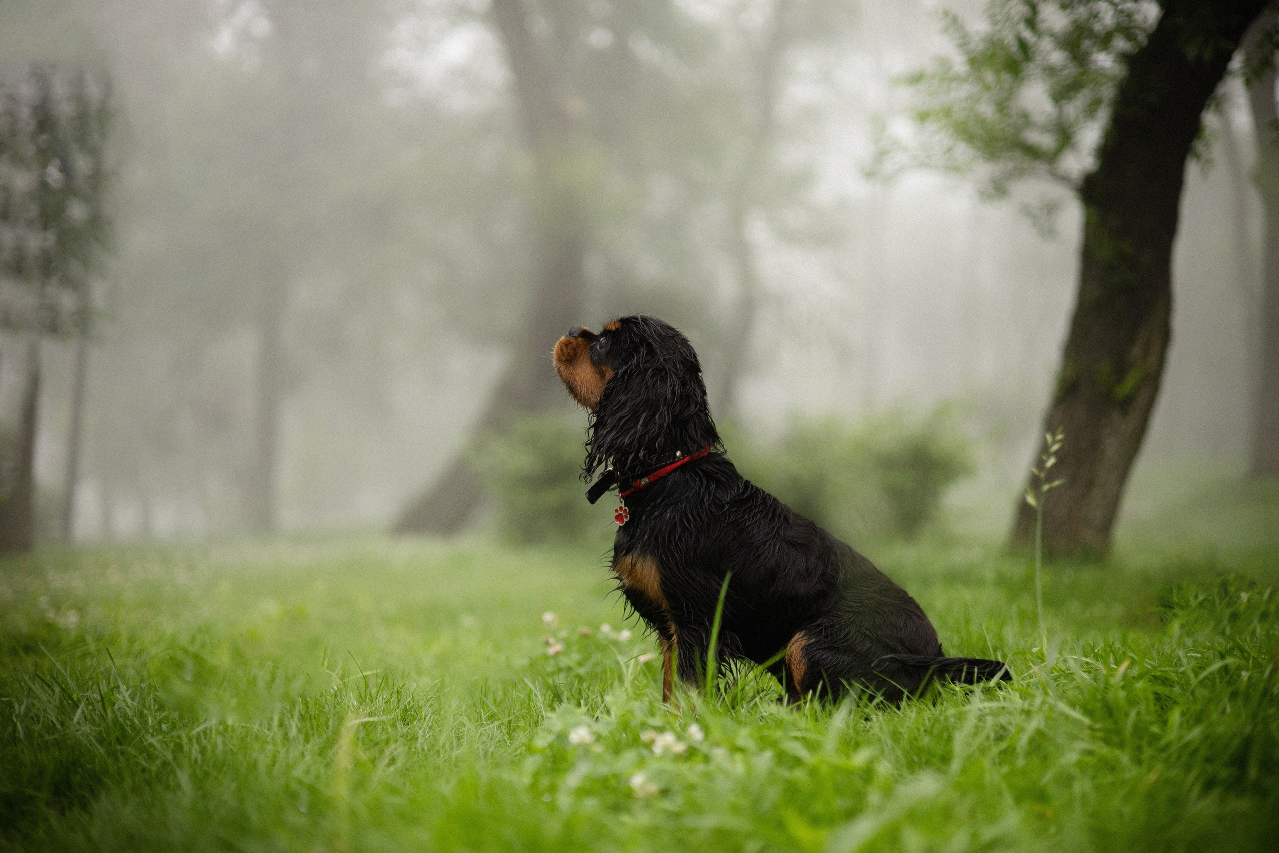 Алёна и Каспер. Фотограф — анималист Владивосток, Алина