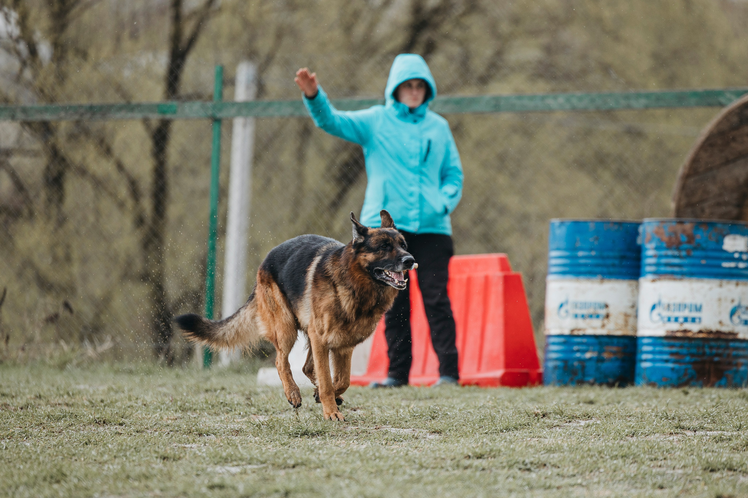 09.05.25 Вологда соревнования. Фотограф-анималист Анна Маринич