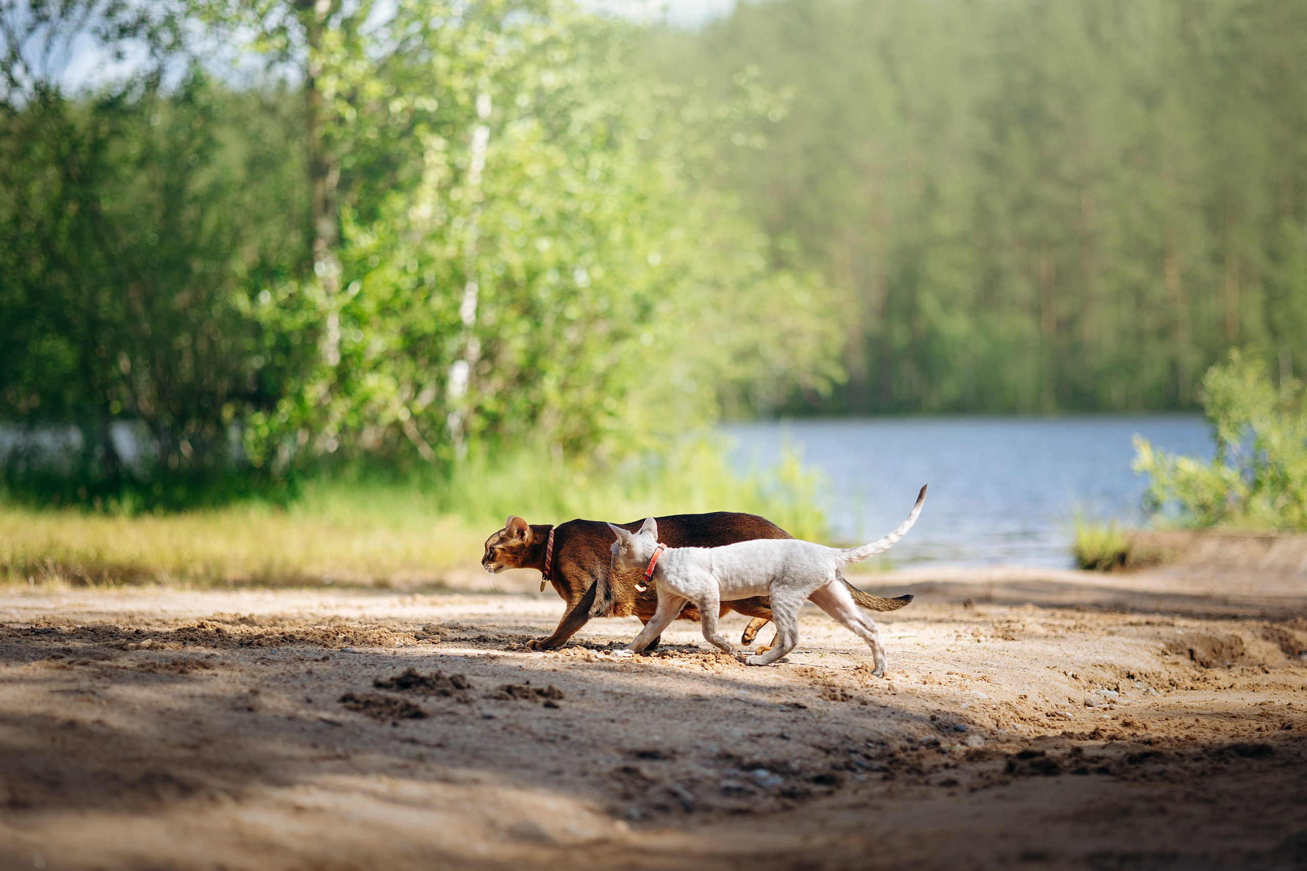 Котофеи и их семья. Фотограф — Анималист | Санкт-Петербург