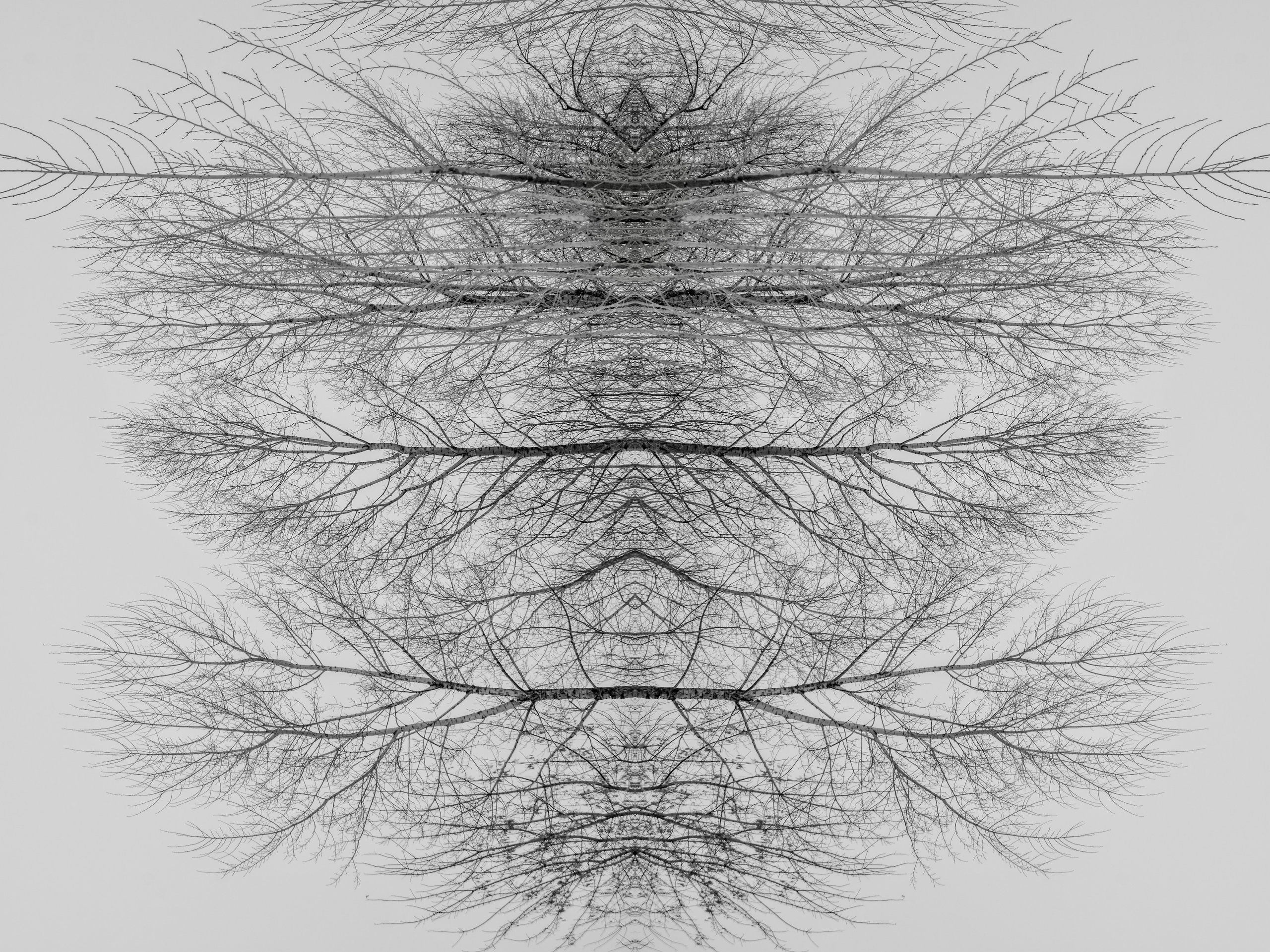 Urban flowers. Арт — фотограф Евгений Наймушин Новокузнецк