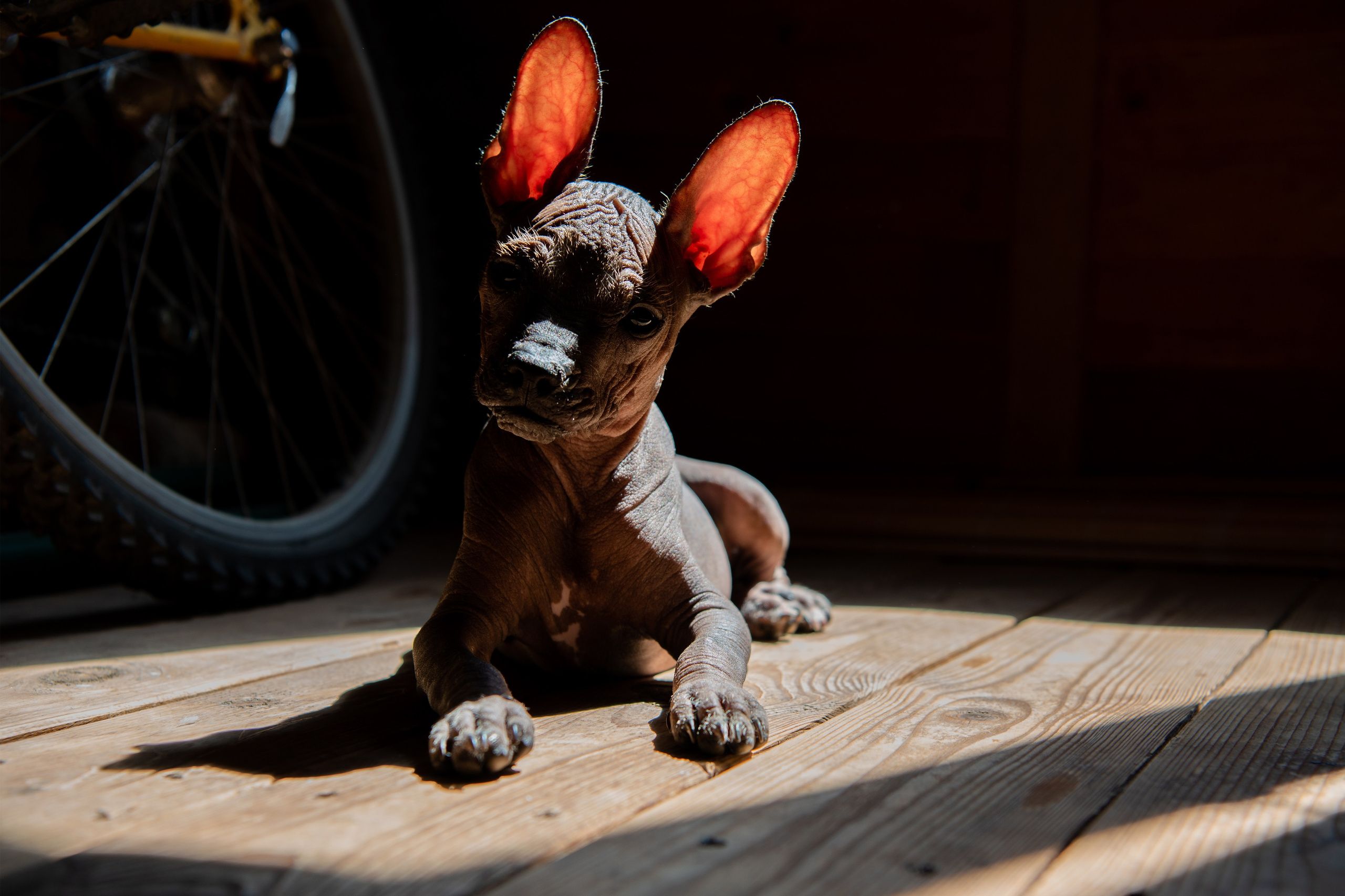 Мексиканец Герман. Фотограф в Москве Виктория Назаренко