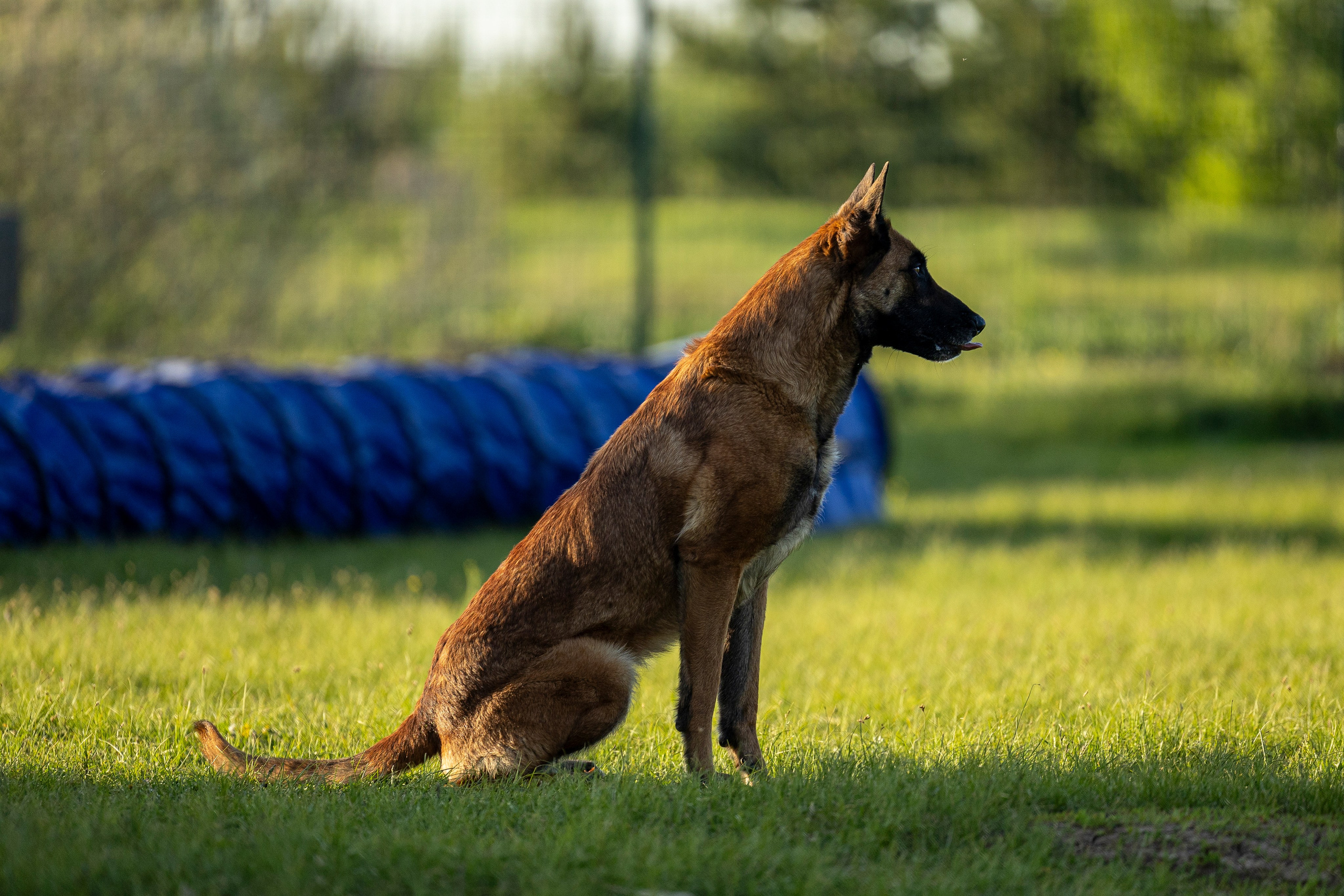 Испытания по мондьорингу в Нижнем Новгороде. Фотограф-анималист Анна Маринич