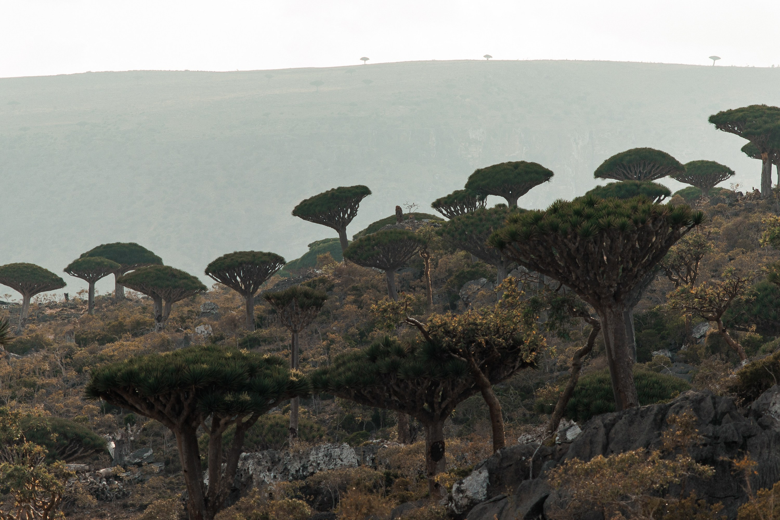 Socotra