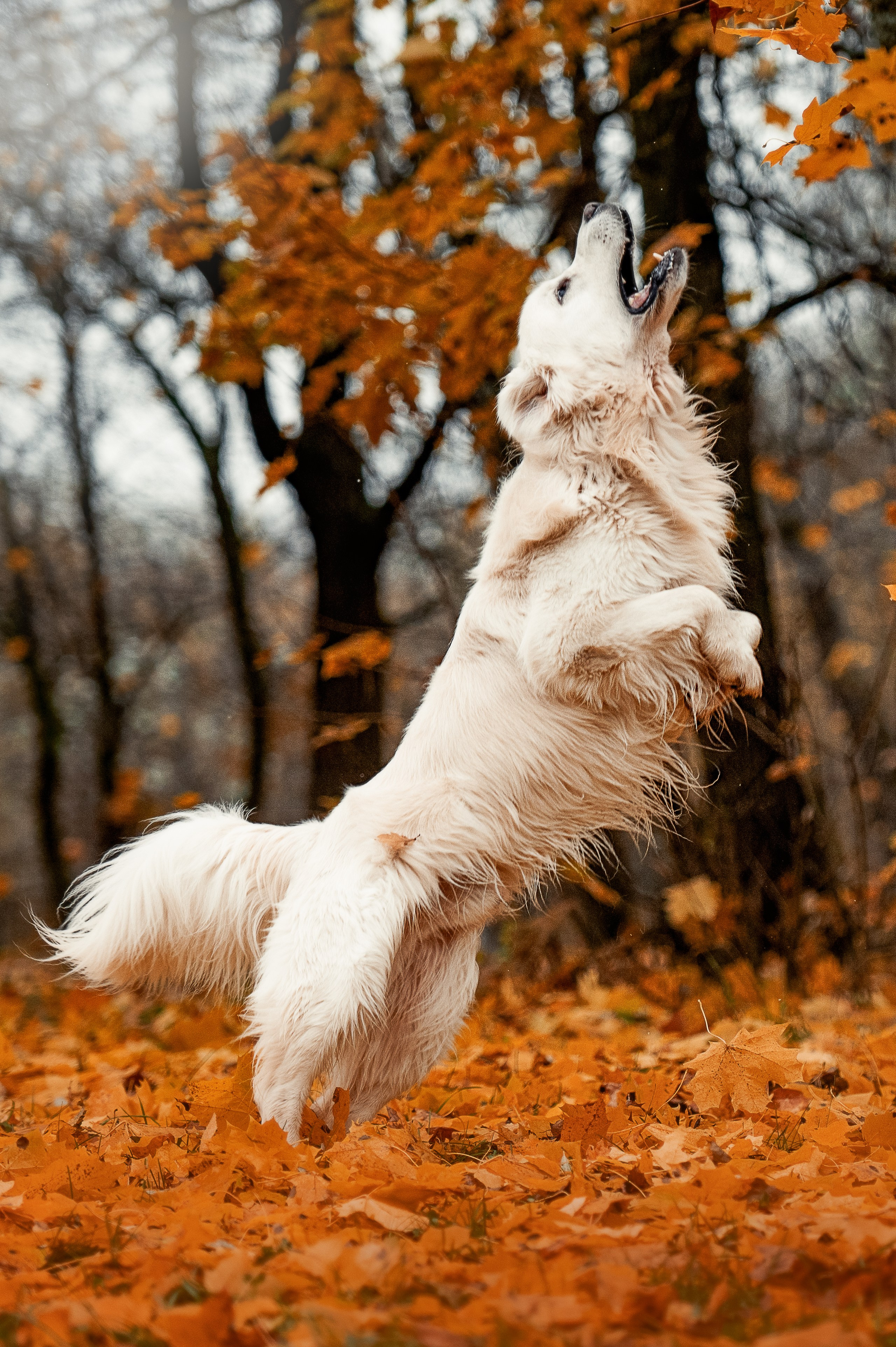 Айс и золотая осень. Фотограф-анималист