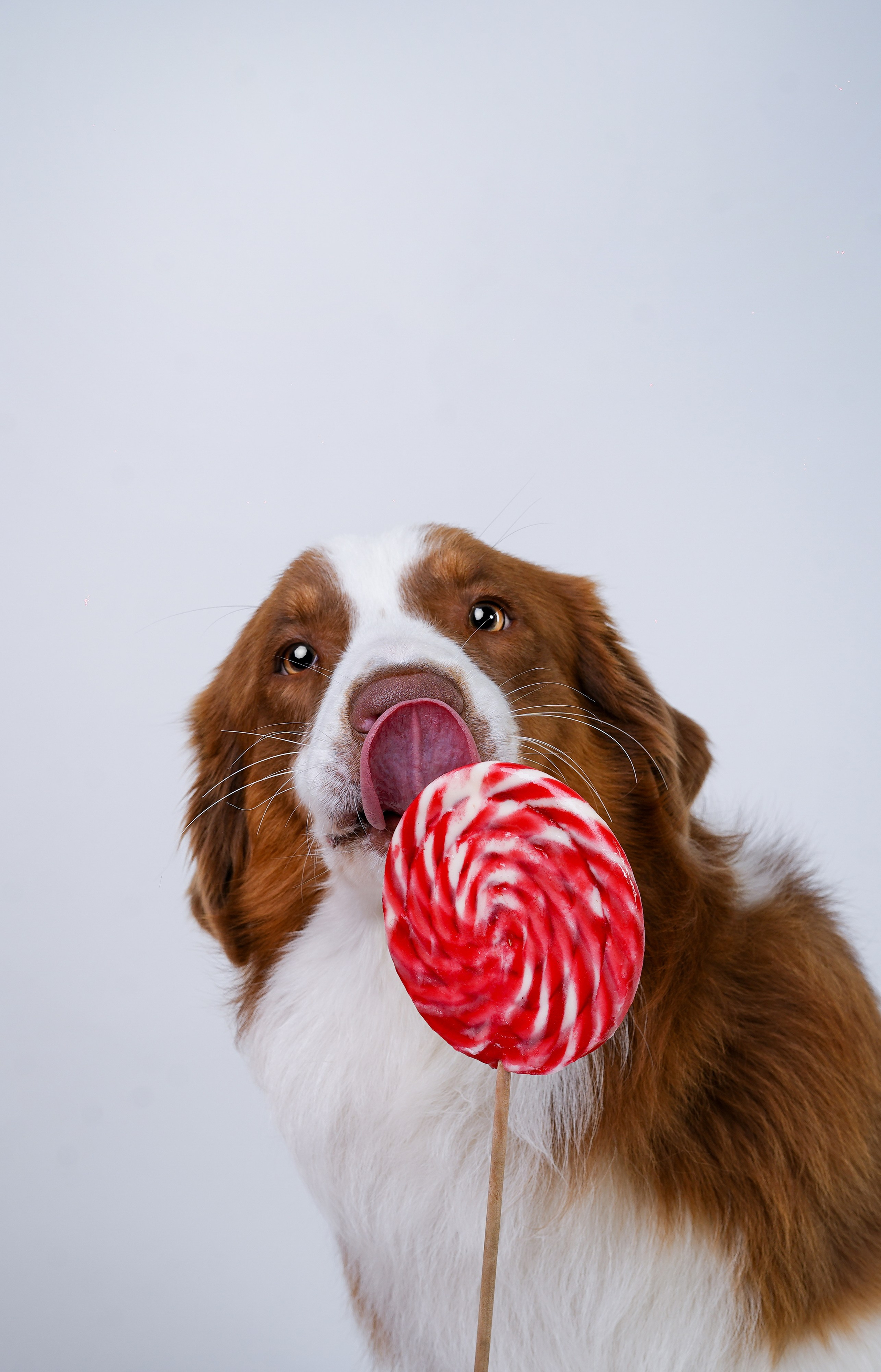 Ксюша, сиба Тэффи и австралийцы Арчи и Нэо. Фотограф-анималист в Санкт-Петербурге Яна Мартынова