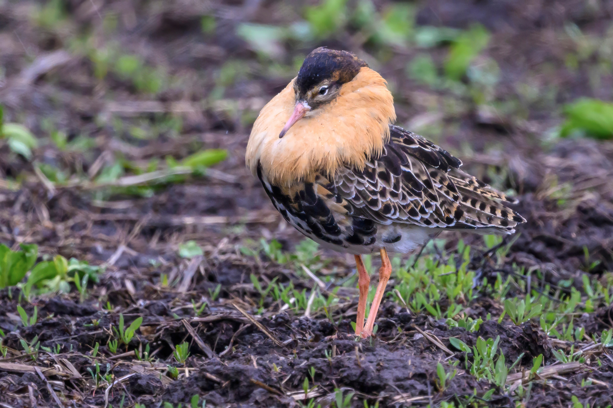 Дождь. Wildlife photography by Sergey Puponin