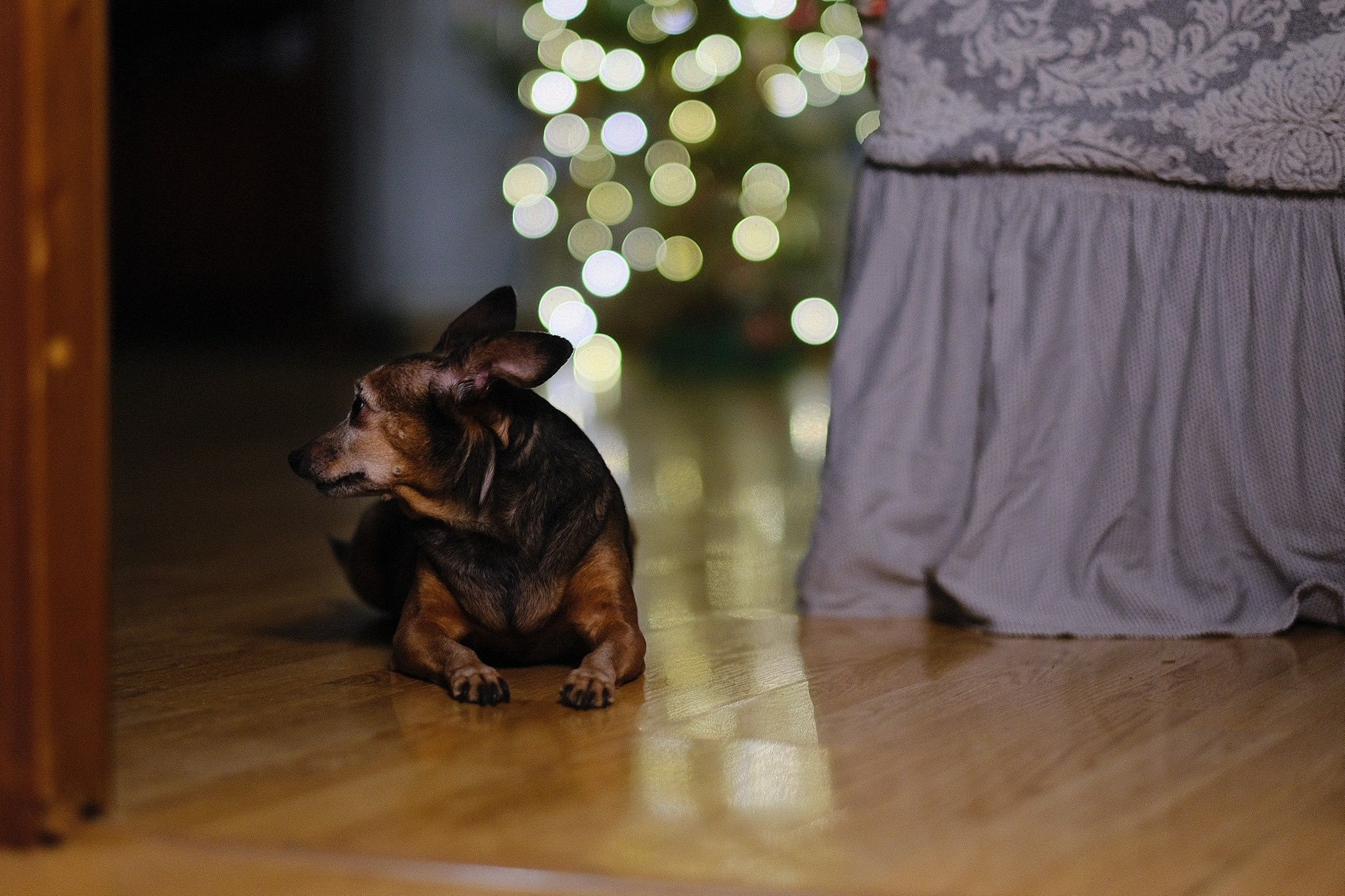Лиса, Рада и их люди. Дмитрий Бречалов