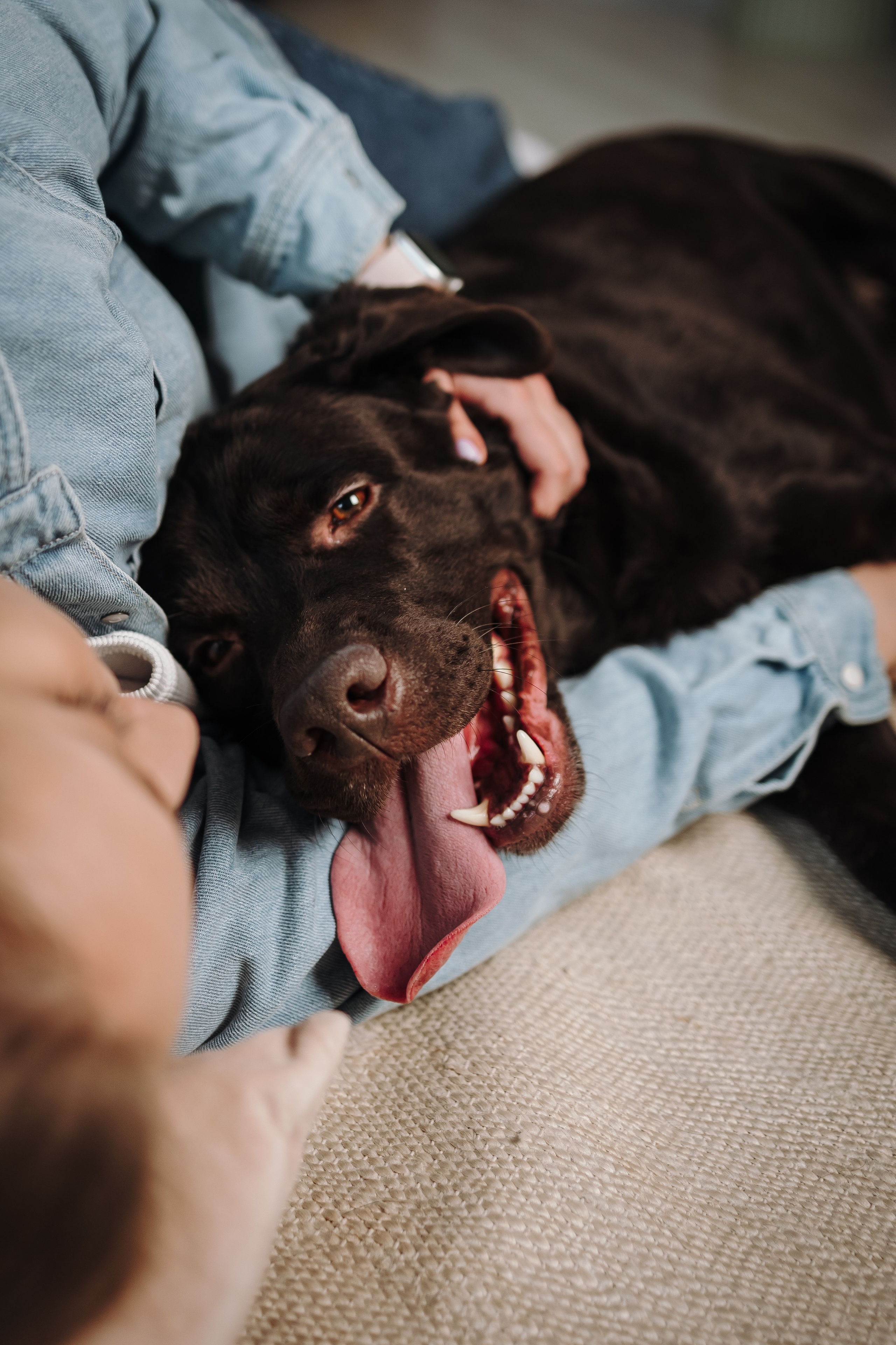 Груминг. Фотограф-анималист в Санкт-Петербурге Алина Яхонт