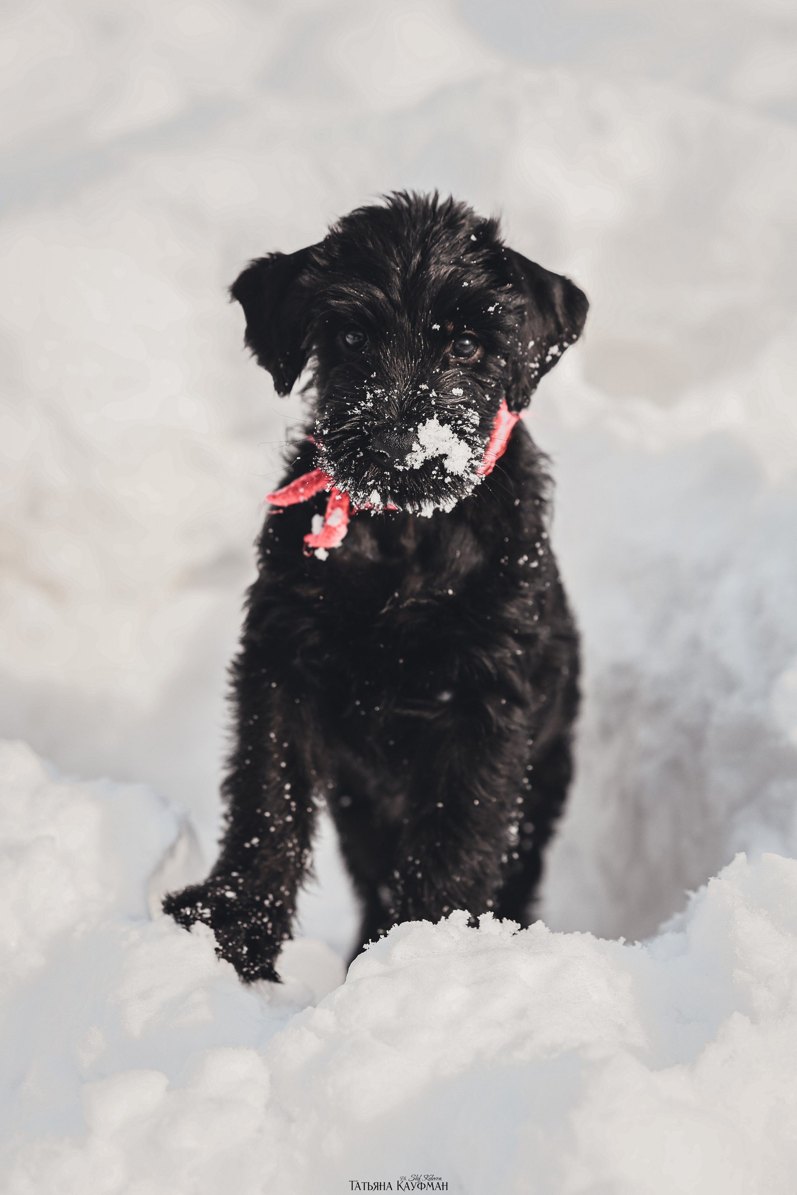 Ризеншнауцер, щенки ризеншнауцера, купить ризеншнауцера, купить щенка, ризеншнауцер Новосибирск, фотосъемка щенков, фотосессия собак, заказать фотосессию, фотографии щенков, сфотографировать щенка, фотограф Анималист, фотограф собак Новосибирск, фотограф анималист Новосибирск