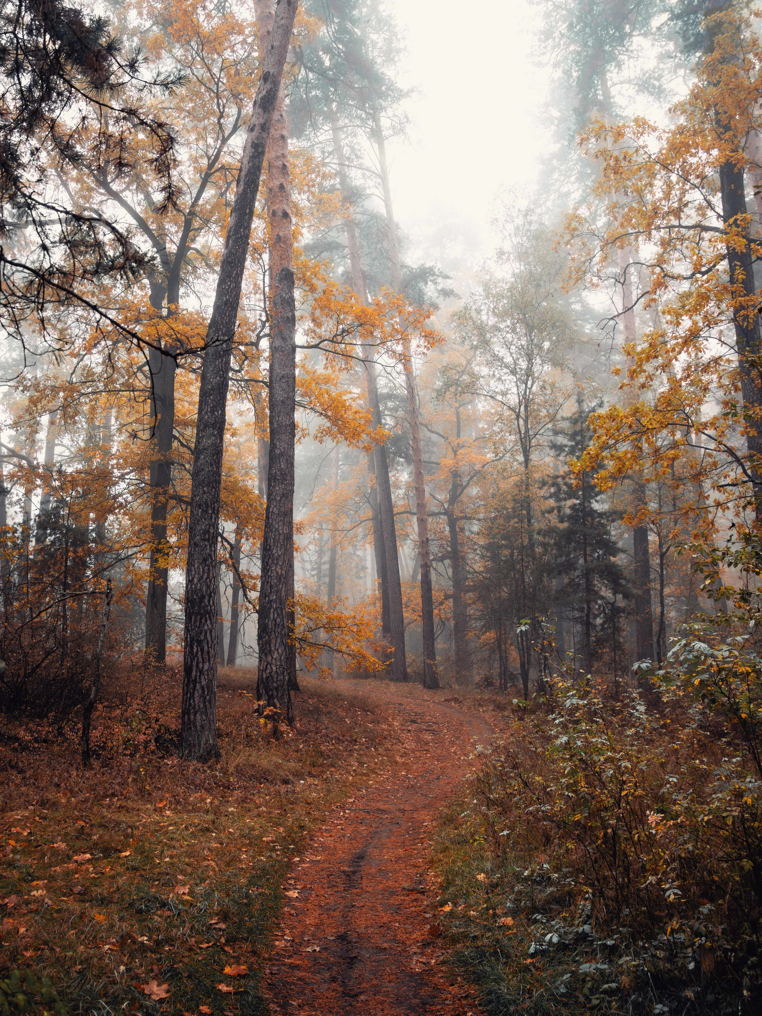 Октябрьский туман. С любовью, фотохудожник