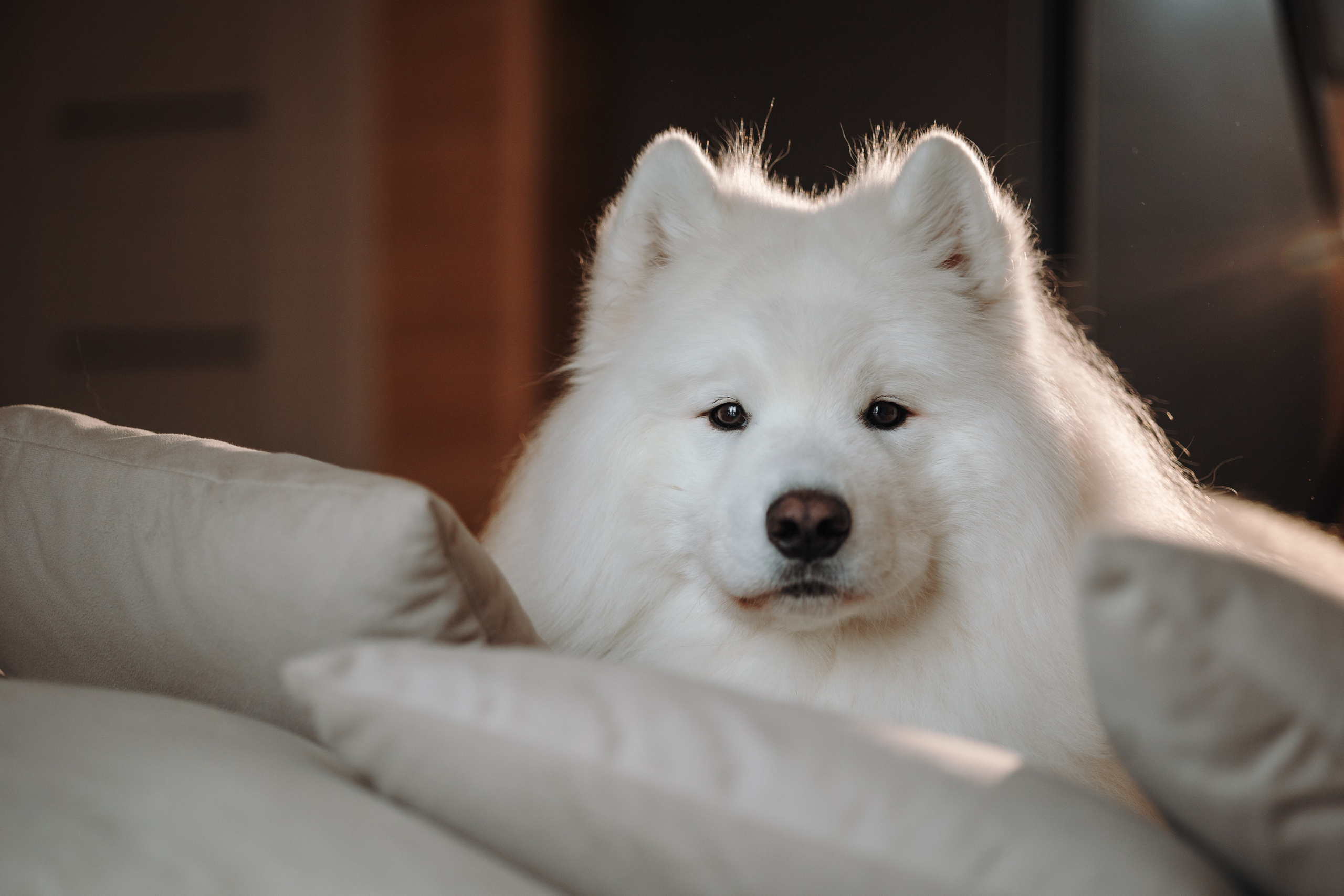 Маркус и его семья. Фотограф — Анималист | Санкт-Петербург