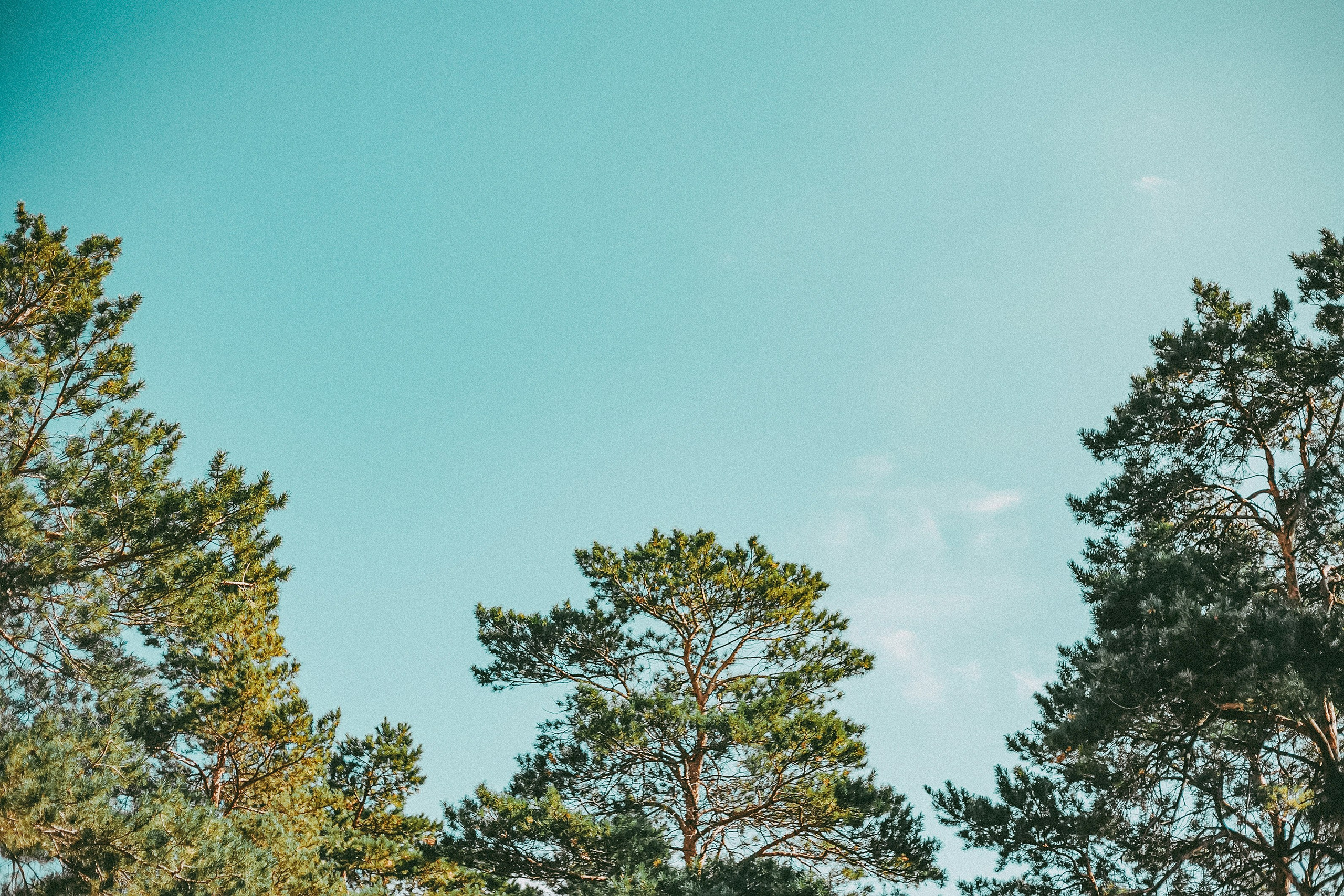 Свадебная фотосессия в парк-отеле. Фотограф в городе Самара Александр Гераськин