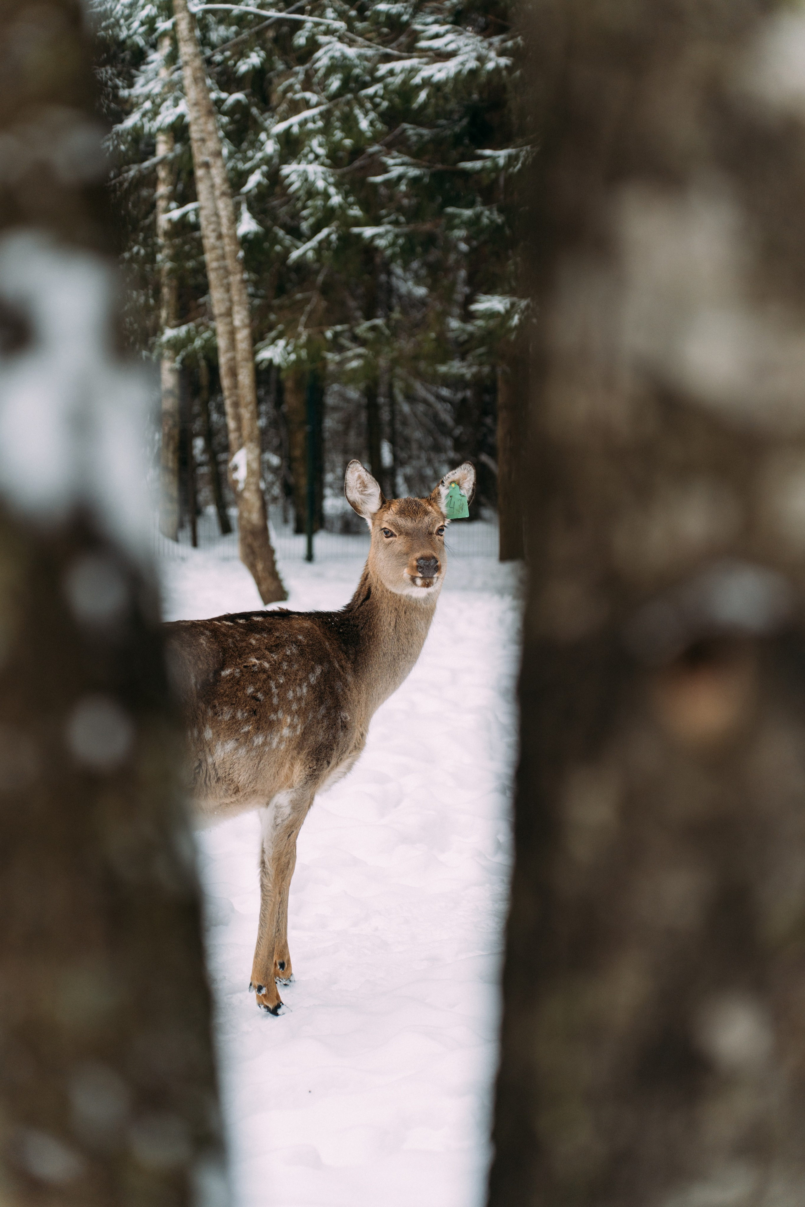 Усадьба Веретьево. Фотограф Валерия Бурма
