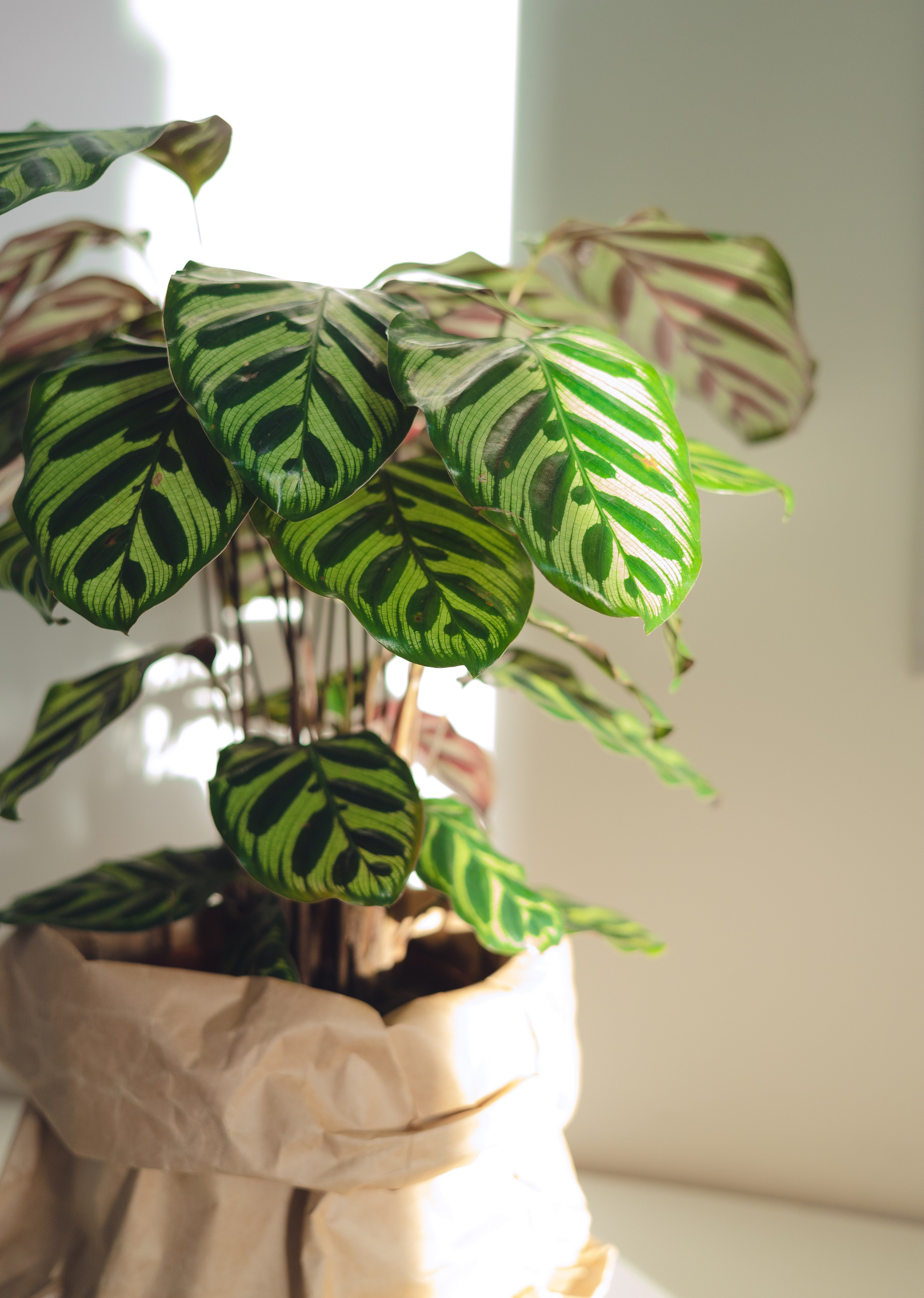 Предметная съемка для бизнеса. Фотограф в Санкт-Петербурге Осокина Елизавета