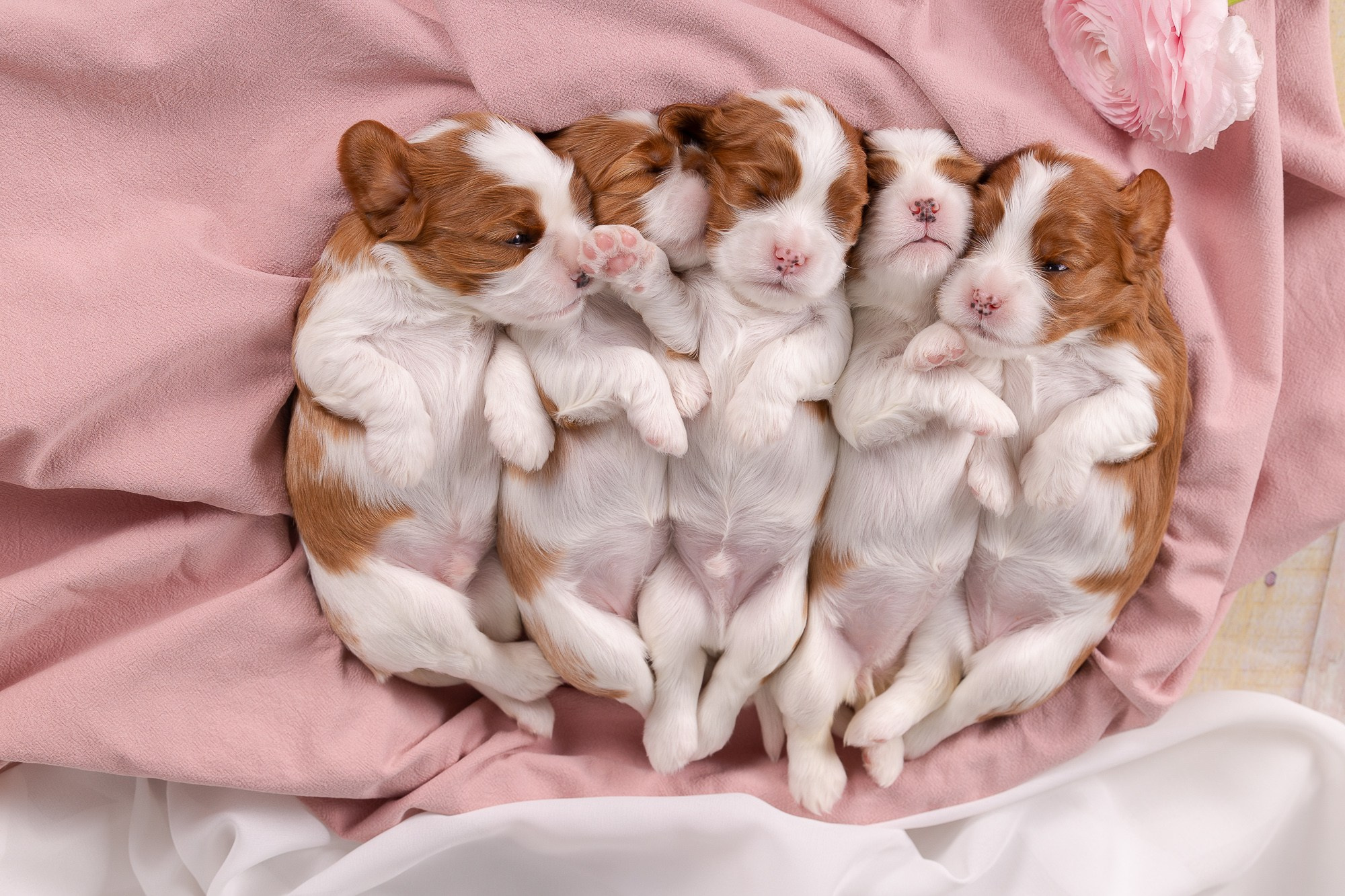 Фотосъёмки щенков. Фотограф-анималист Natalia Deingel | Фотосъемка собак в Москве