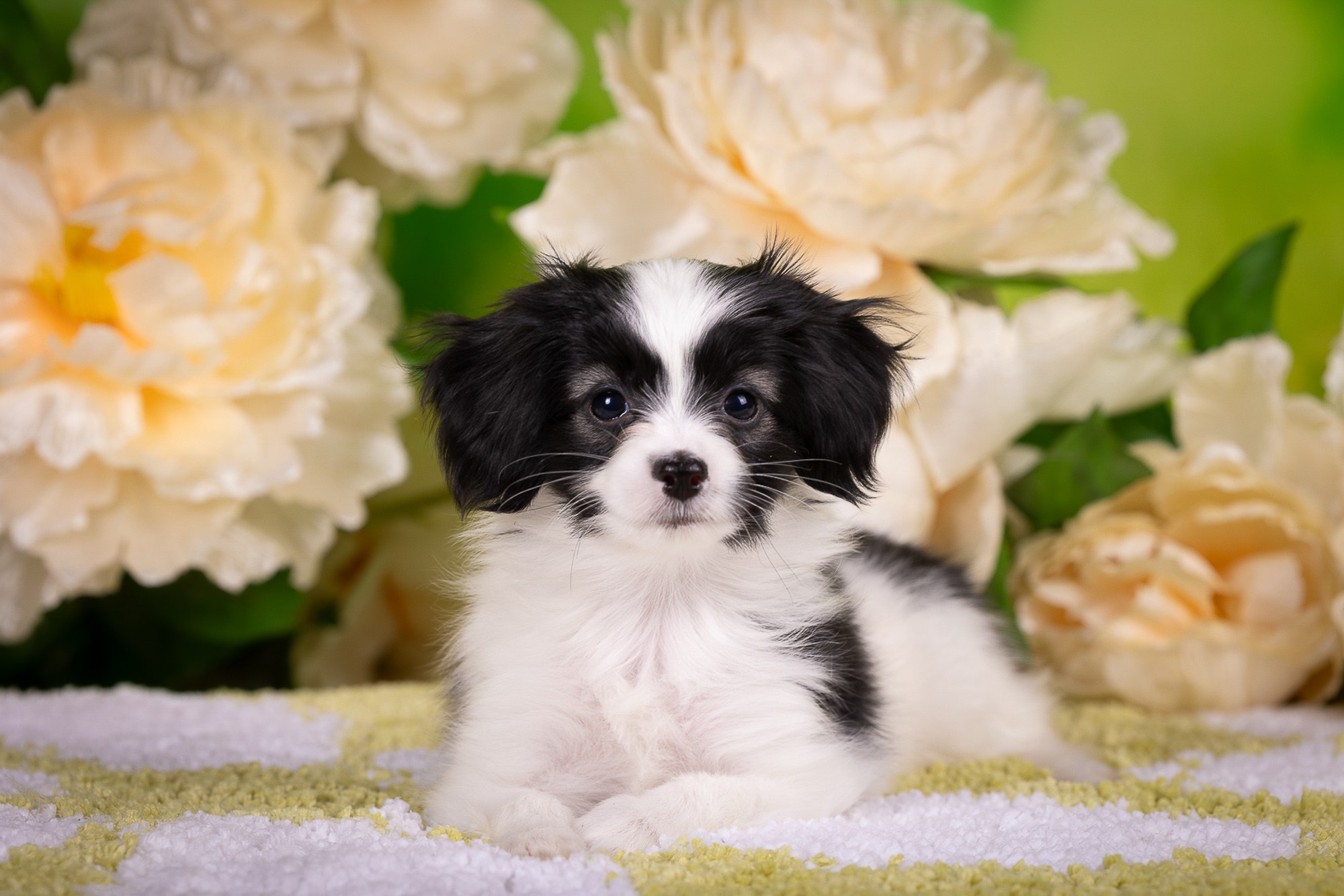 Фотосъёмки щенков. Фотограф-анималист Natalia Deingel | Фотосъемка собак в Москве