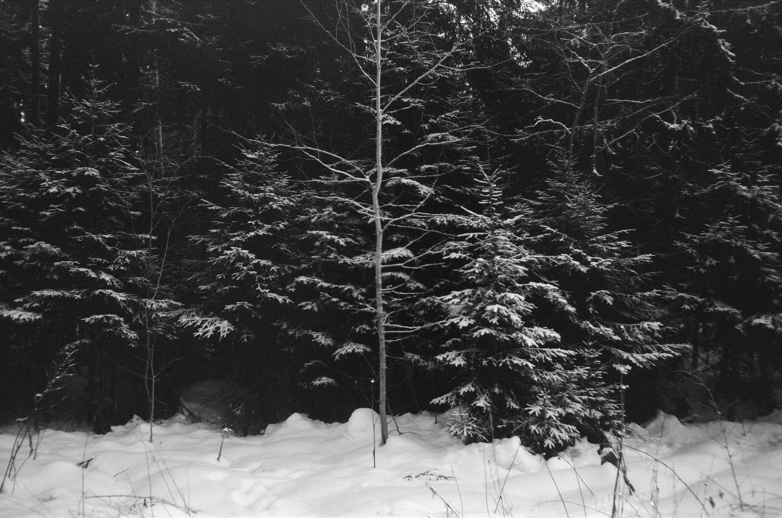 Minox 35GT / Тасма Т-25 ISO 100 / Давыдовское, Лукино