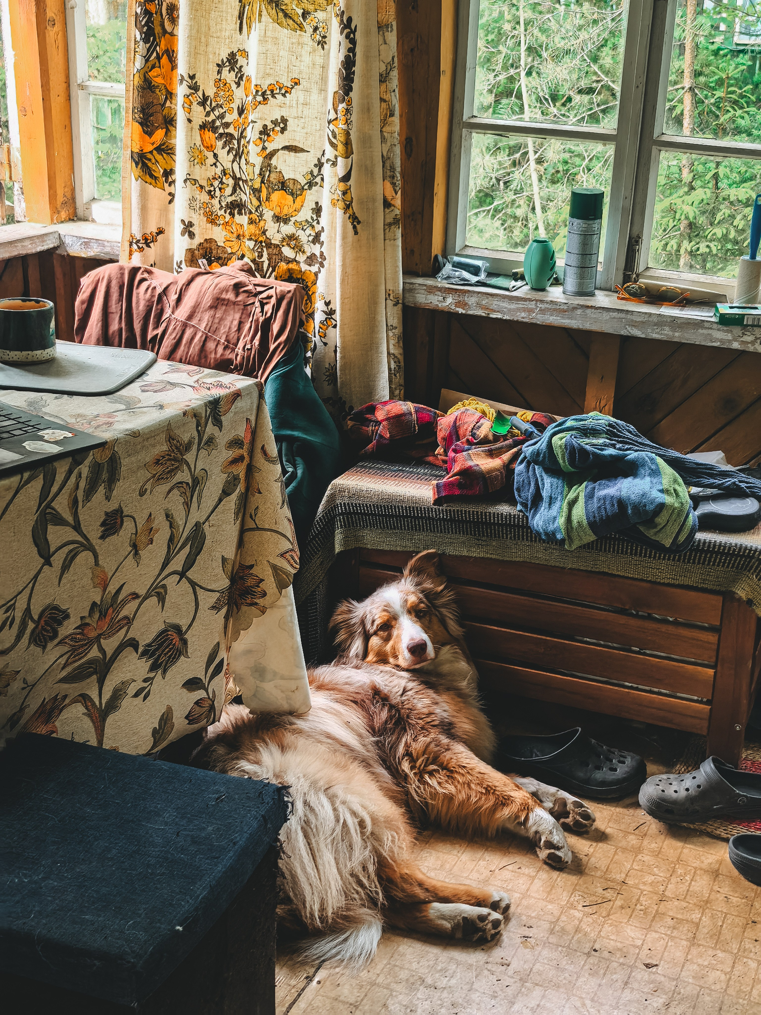 Ваши фотографии. Фотограф анималист Осипчикова Мария