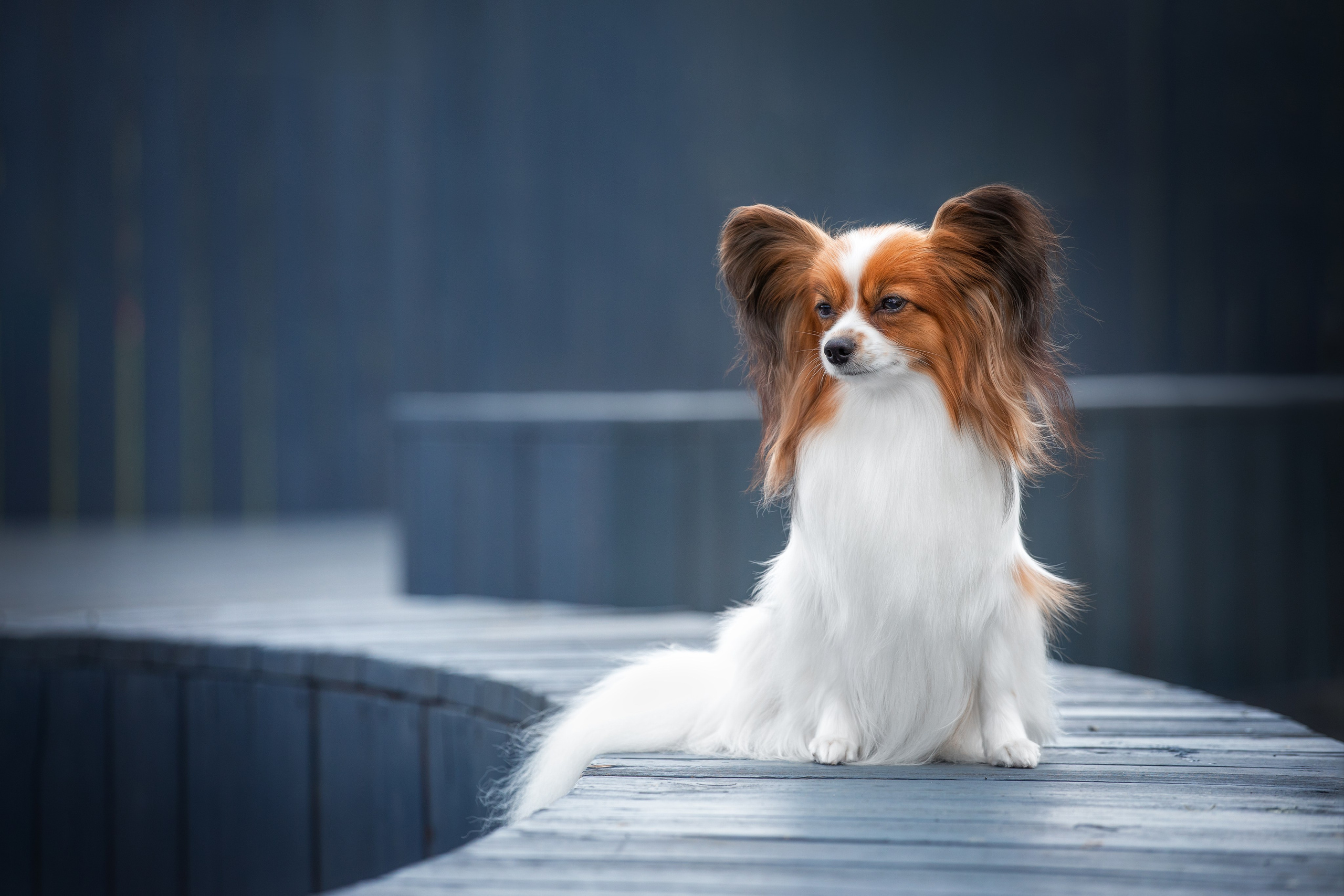 Фотограф для Вашей собаки