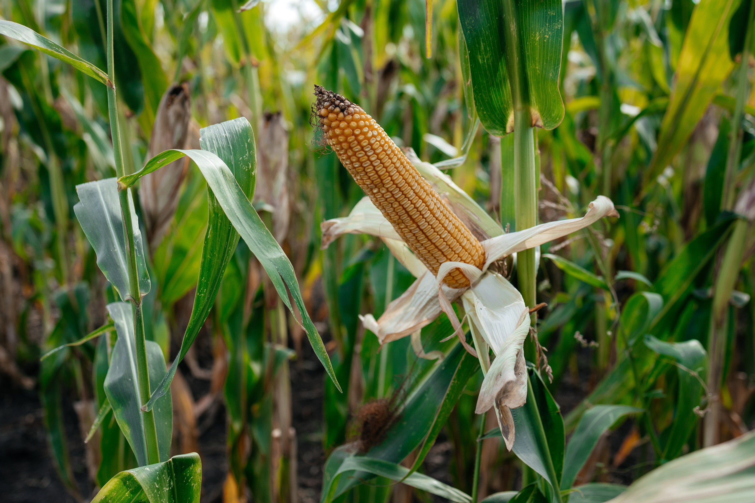 День поля. Фотограф Крохин Олег