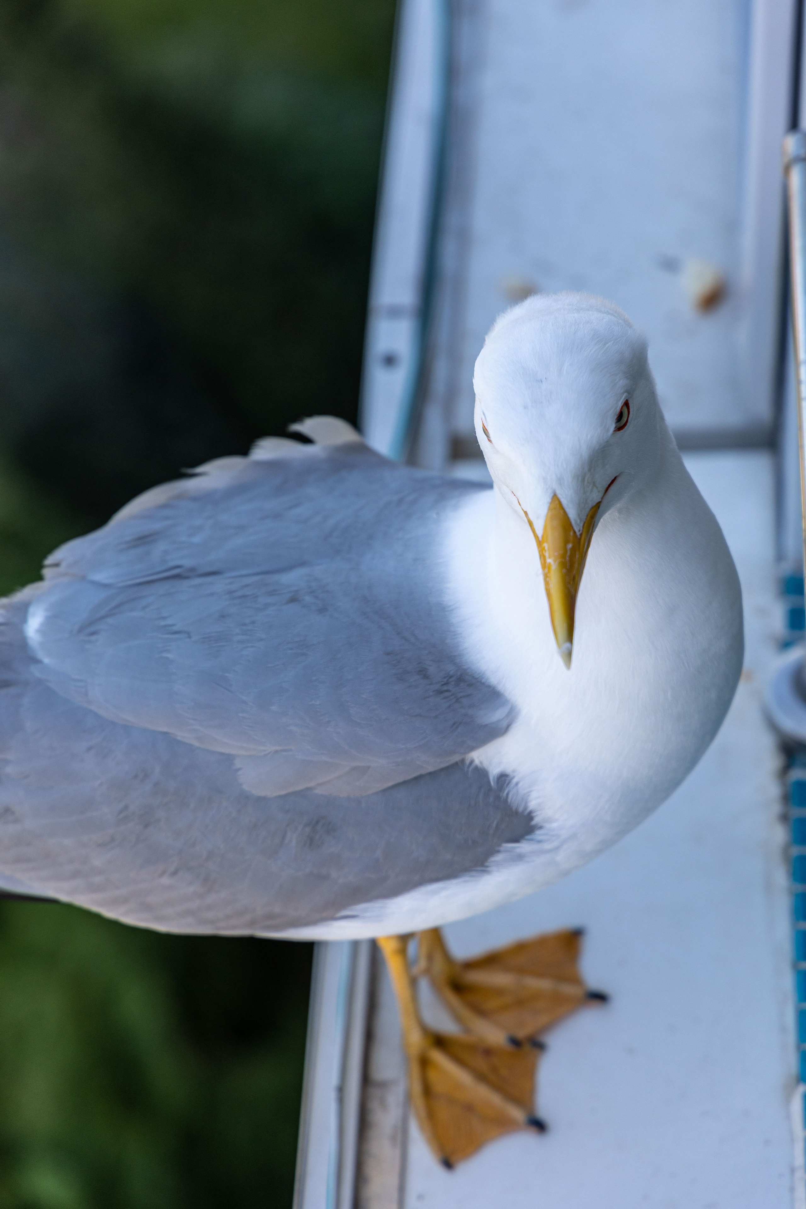 Фотограф Татьяна Марсуверских г. Жуковский, Москва и Мо. Репортажные съёмки, фотосессии,  фотограф анималист, фотосъёмка животных. Фотограф для маркетплейсов, фотоуслуги в Жуковском Татьяна Марсуверских