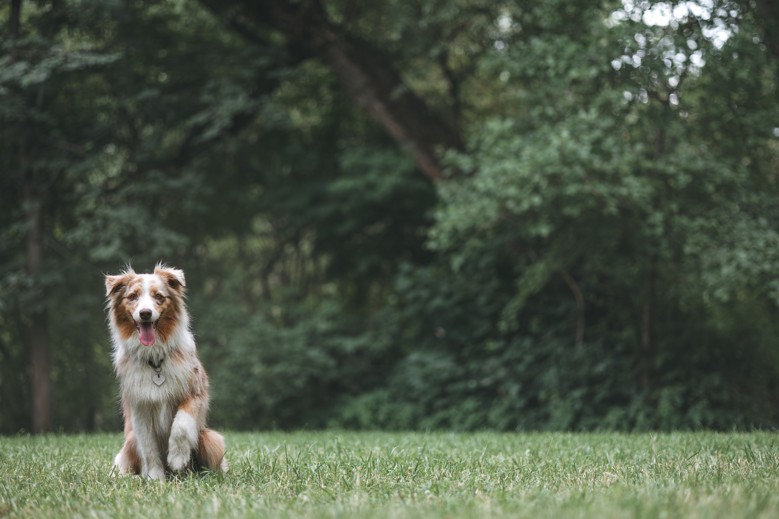 Аусси. Фотограф Анималист в Москве Анастасия Жучкова