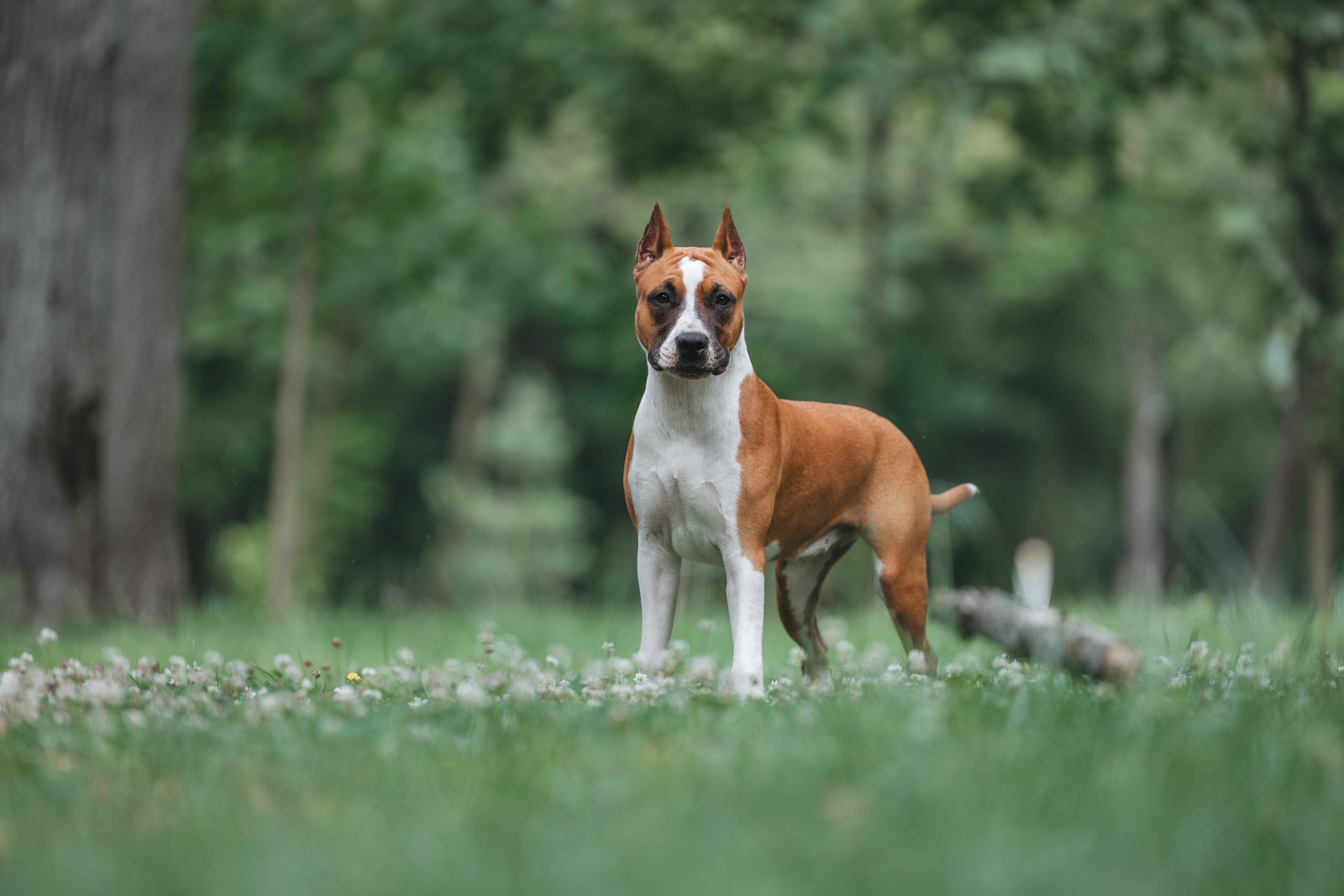 Американский стаффордширский терьер. Фотограф Анималист в Москве Анастасия Жучкова