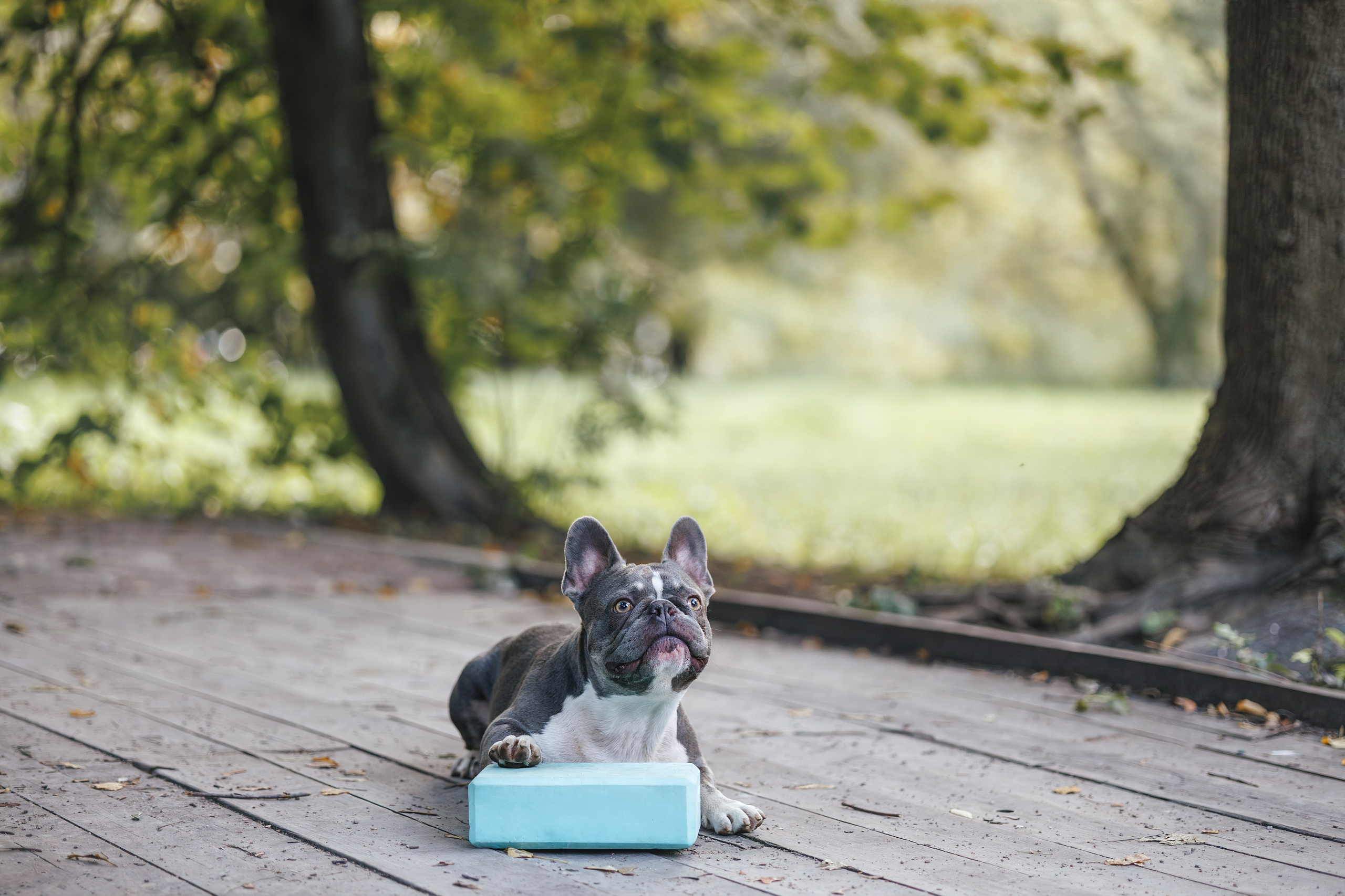 Французский Бульдог в Воронцовском парке (в обработке). Фотограф Анималист в Москве Анастасия Жучкова