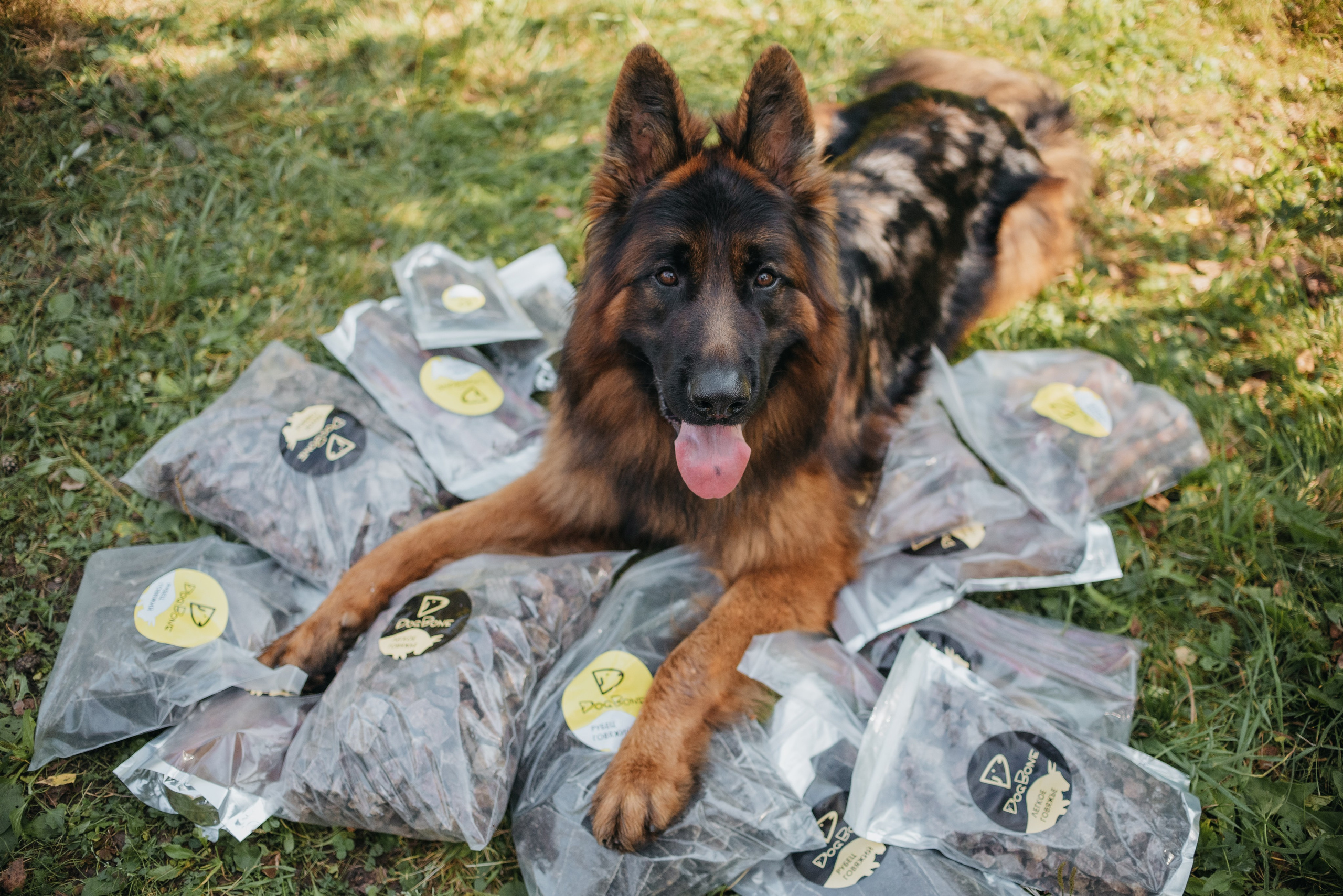 Dog Bone контент. Фотограф-анималист Валерия, Москва, Мытищи